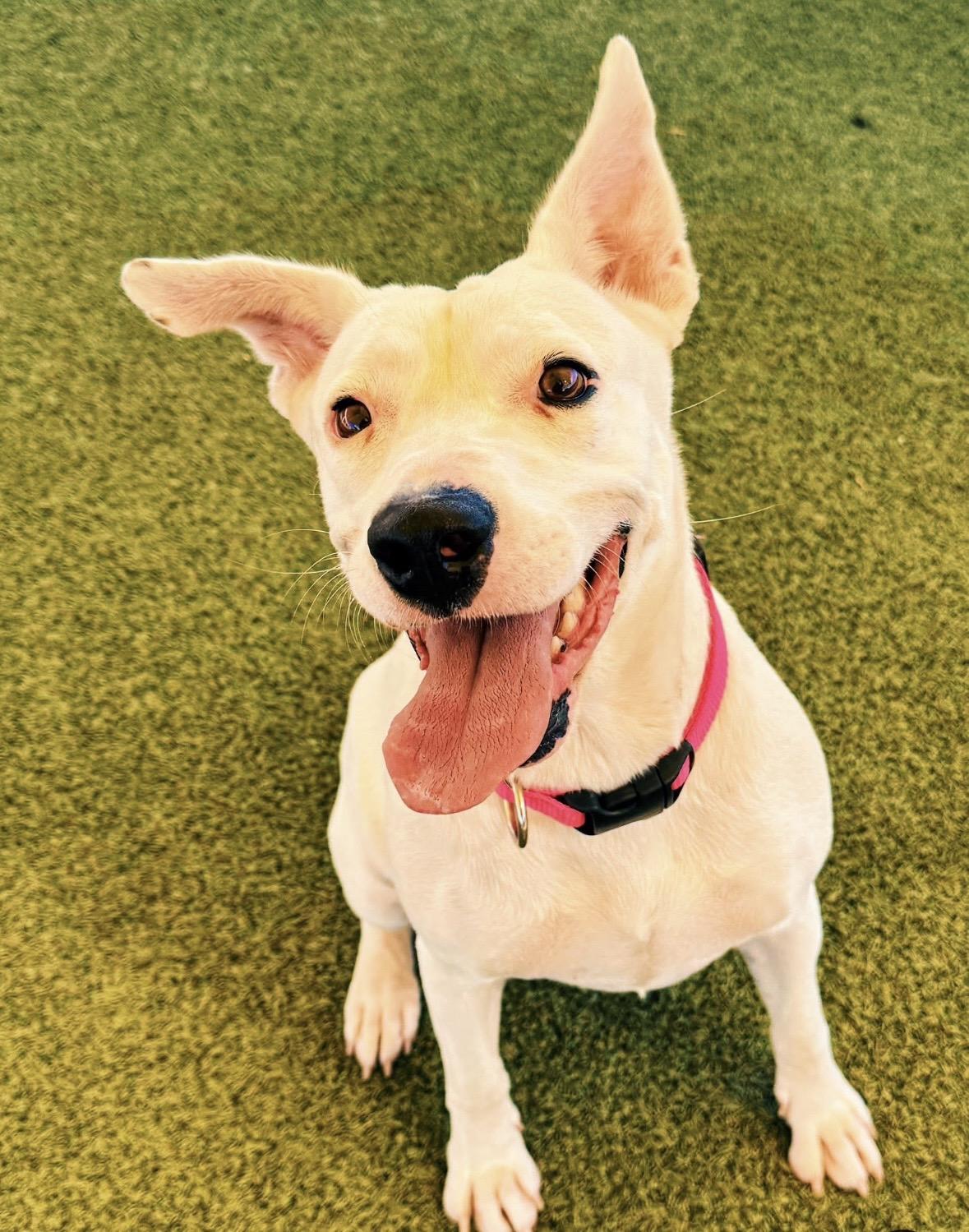 Enlarge Nevada, a Adoptable mixed breed in Hays, KS image 4/6