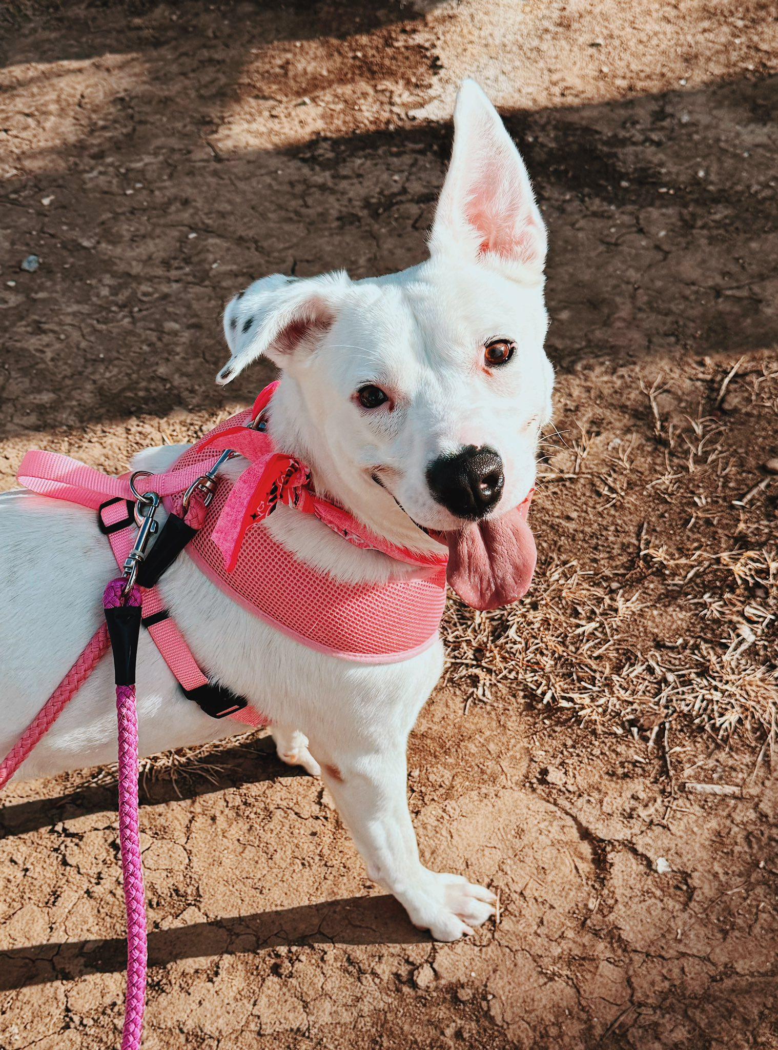 Enlarge Nevada, an adopted mixed breed in Hays, KS image 3/6