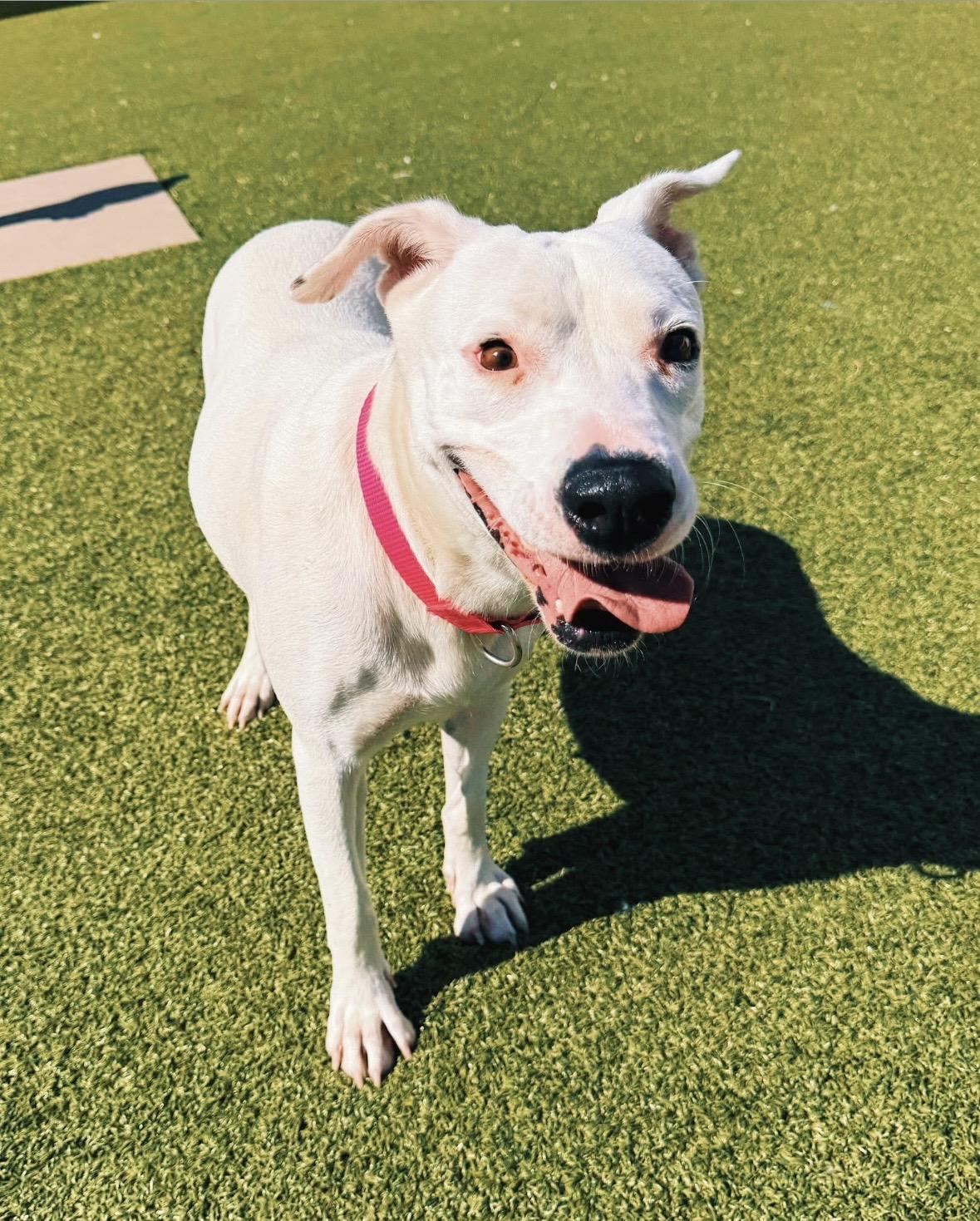 Nevada, Adoptable, Adult Female Pit Bull Terrier & Mixed Breed.