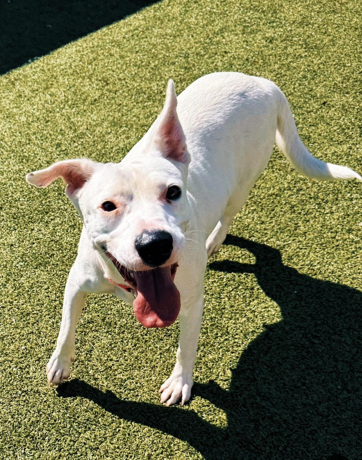 Enlarge Nevada, a Adoptable mixed breed in Hays, KS image 6/6