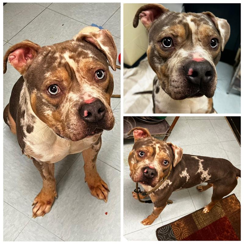 Cowboy, ADOPTABLE, Adult Male Pit Bull Terrier.