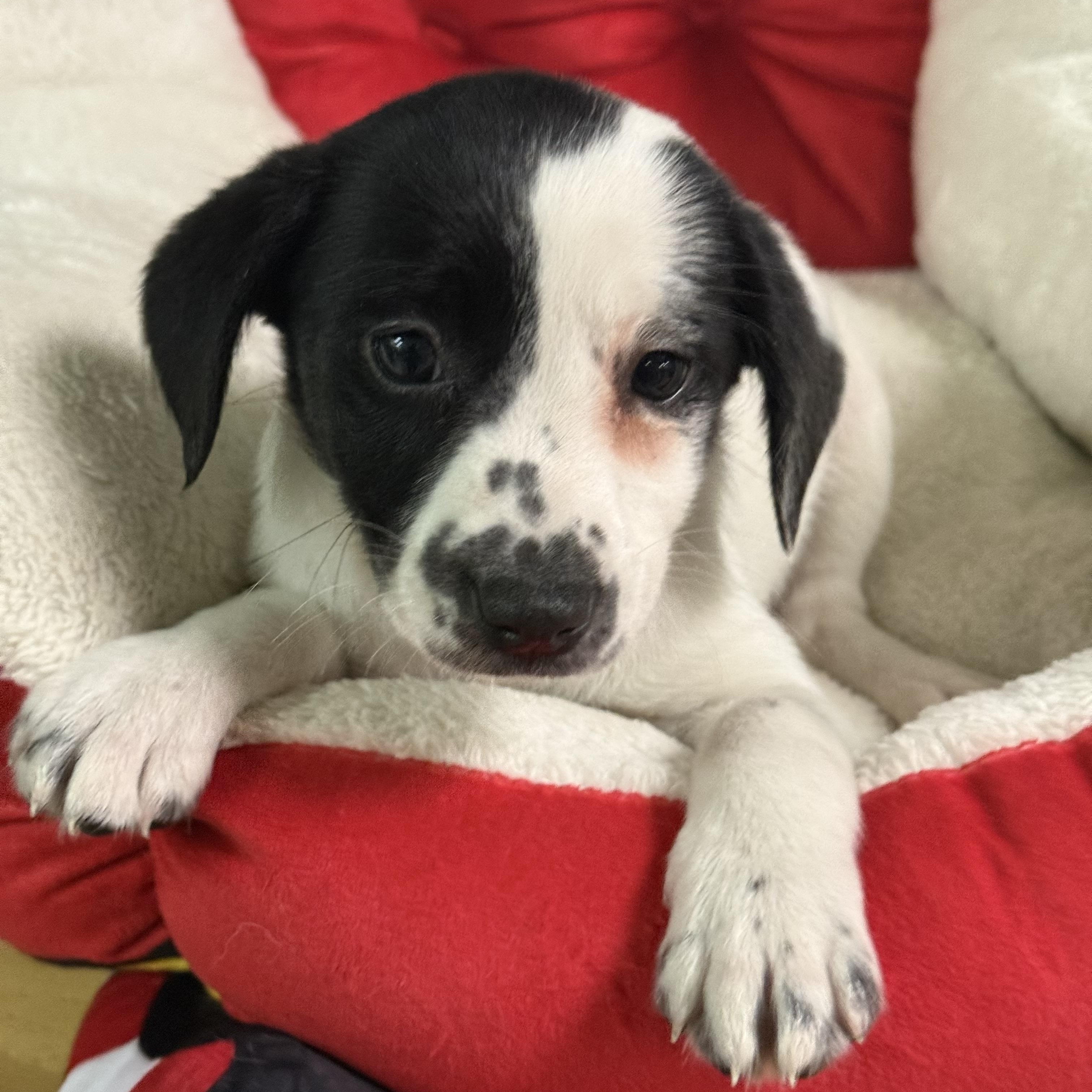 Cheer, a Adoptable mixed breed in Baton Rouge, LA image 3/3