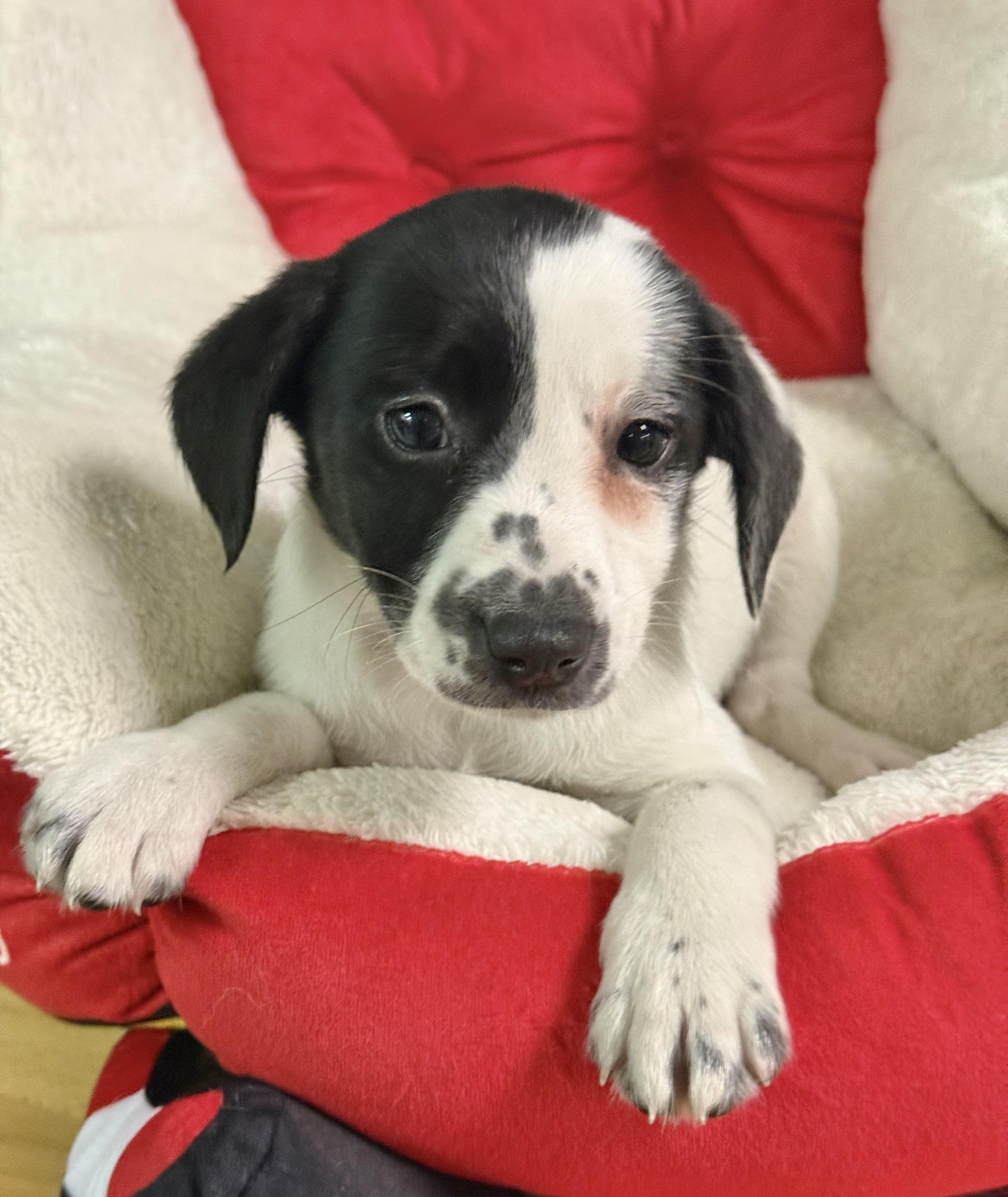 Cheer, a Adoptable mixed breed in Baton Rouge, LA image 1/3