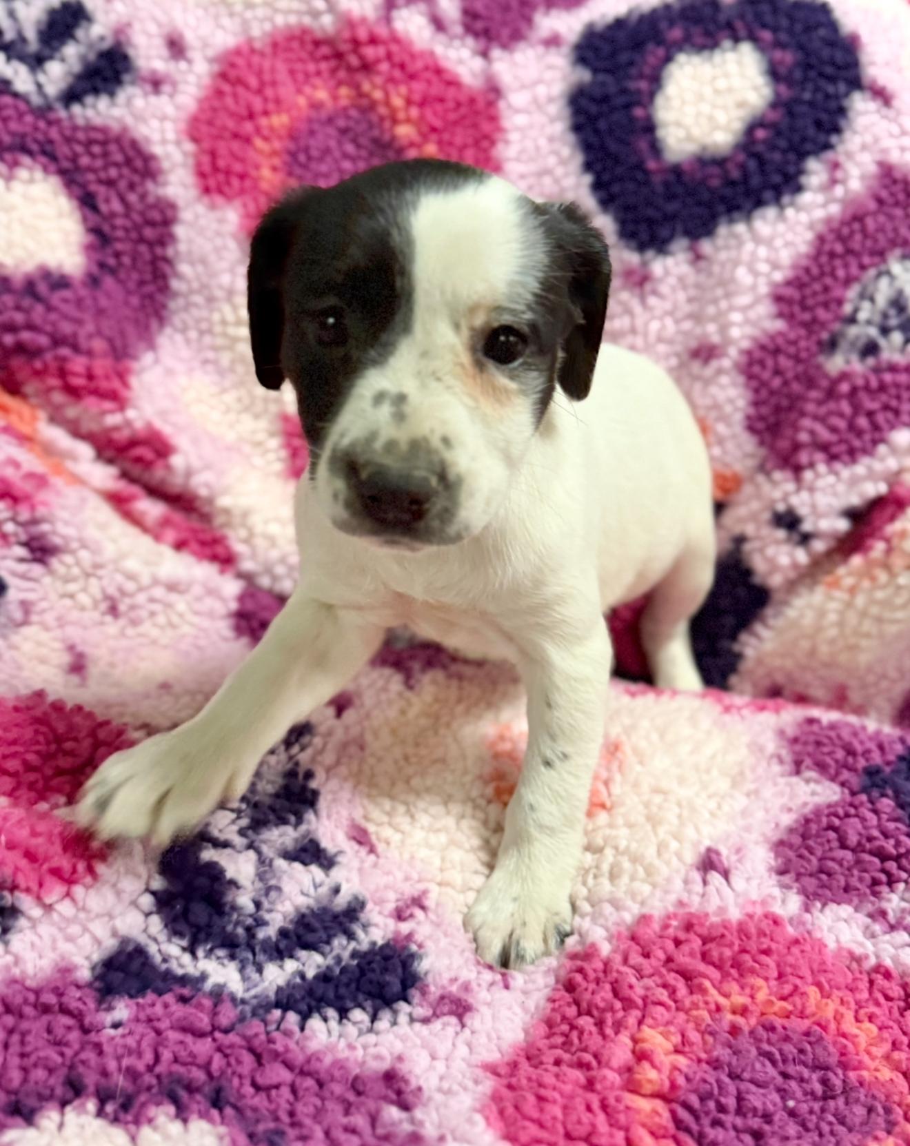 Cheer, a Adoptable mixed breed in Baton Rouge, LA image 2/3