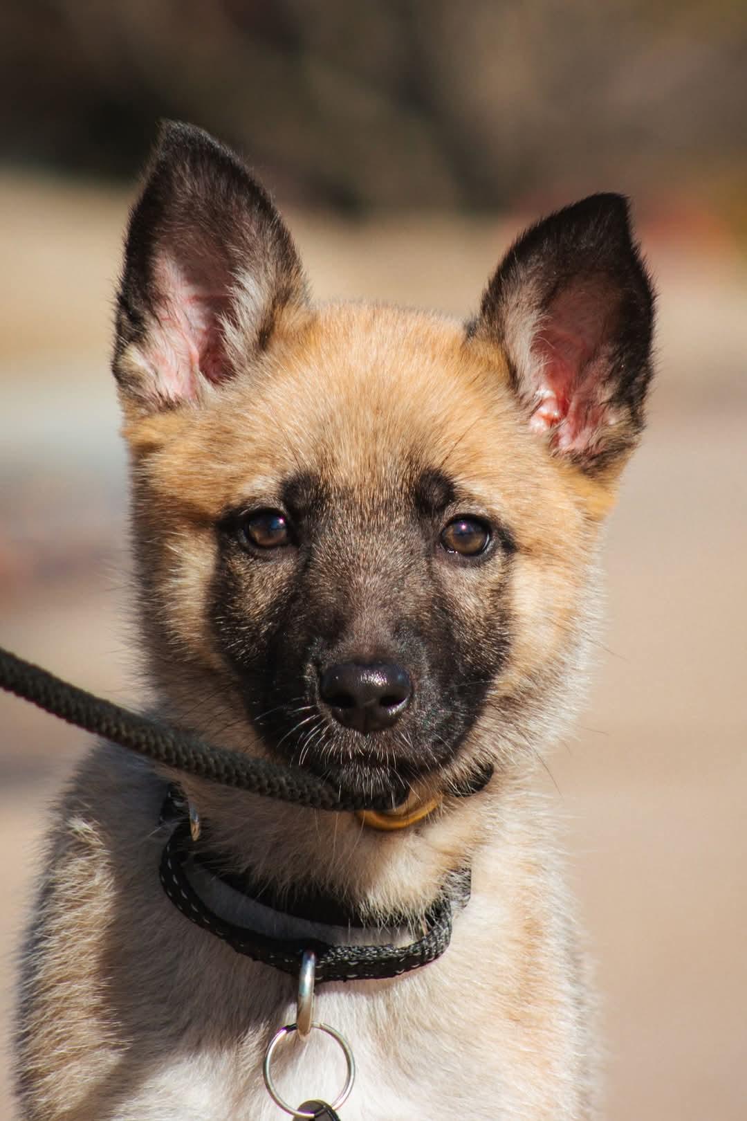 Enlarge Nina, a Adopted mixed breed in Broken Arrow, OK image 1/5