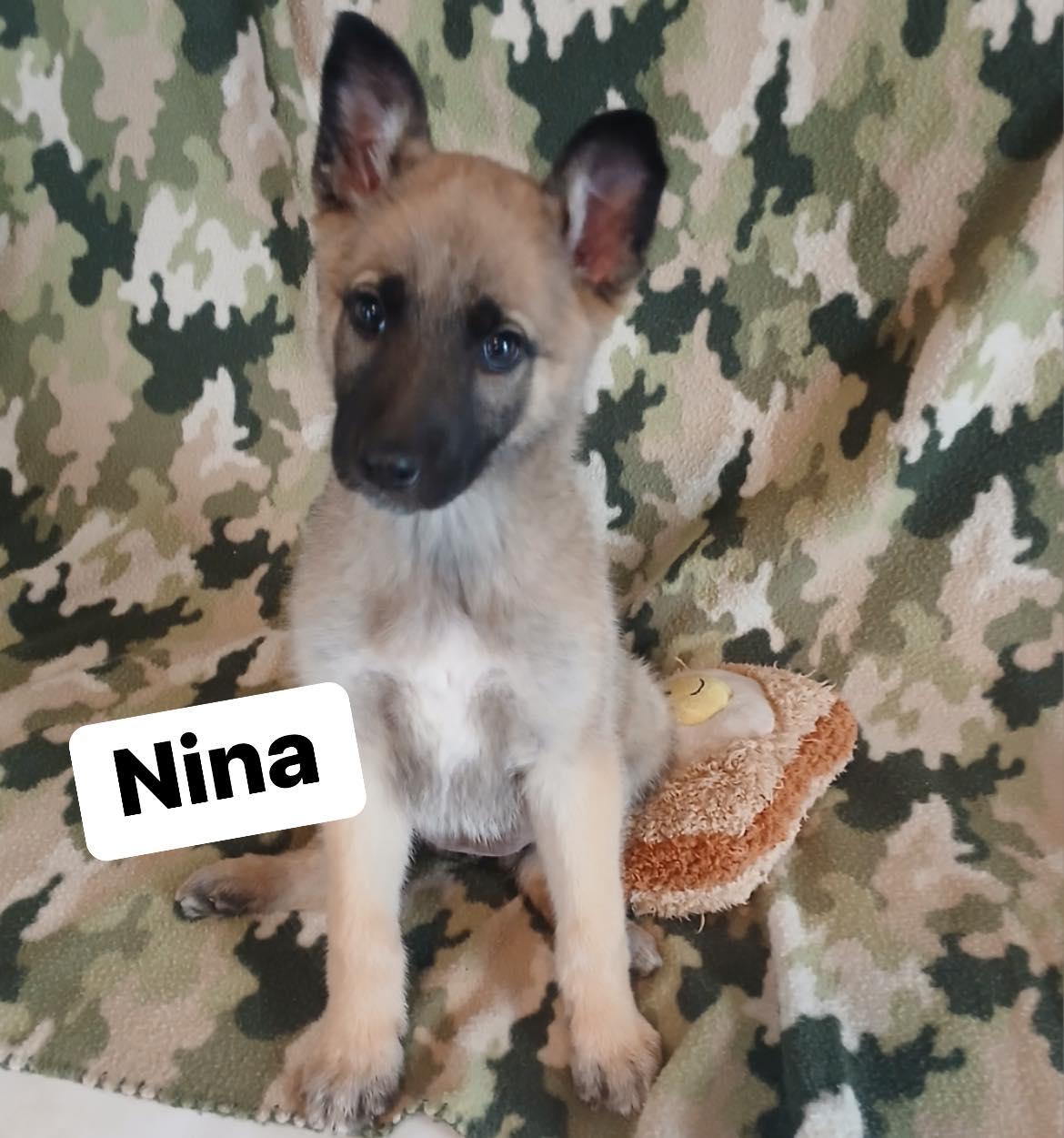 Enlarge Nina, a Adopted mixed breed in Broken Arrow, OK image 2/5