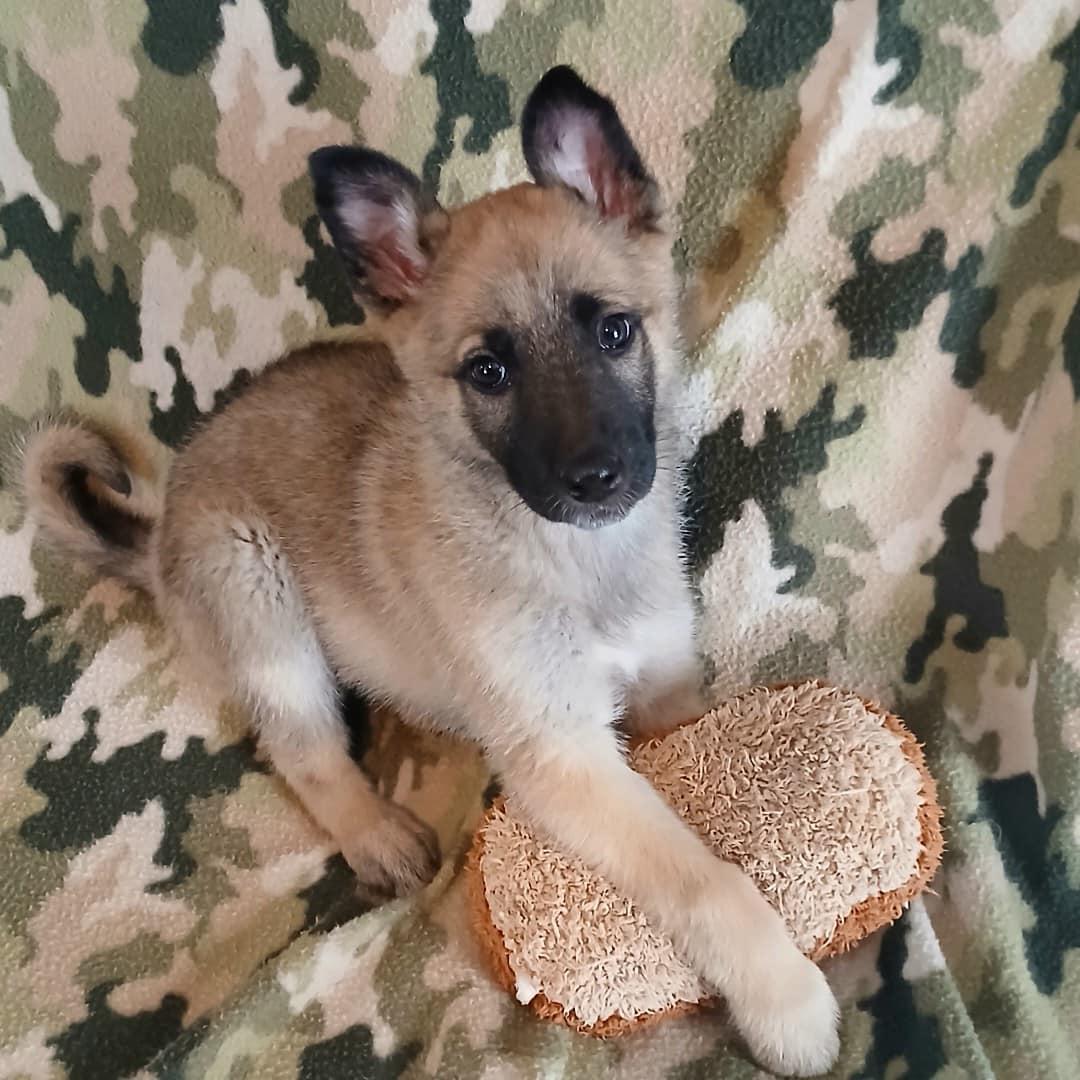 Enlarge Nina, a Adopted mixed breed in Broken Arrow, OK image 3/5