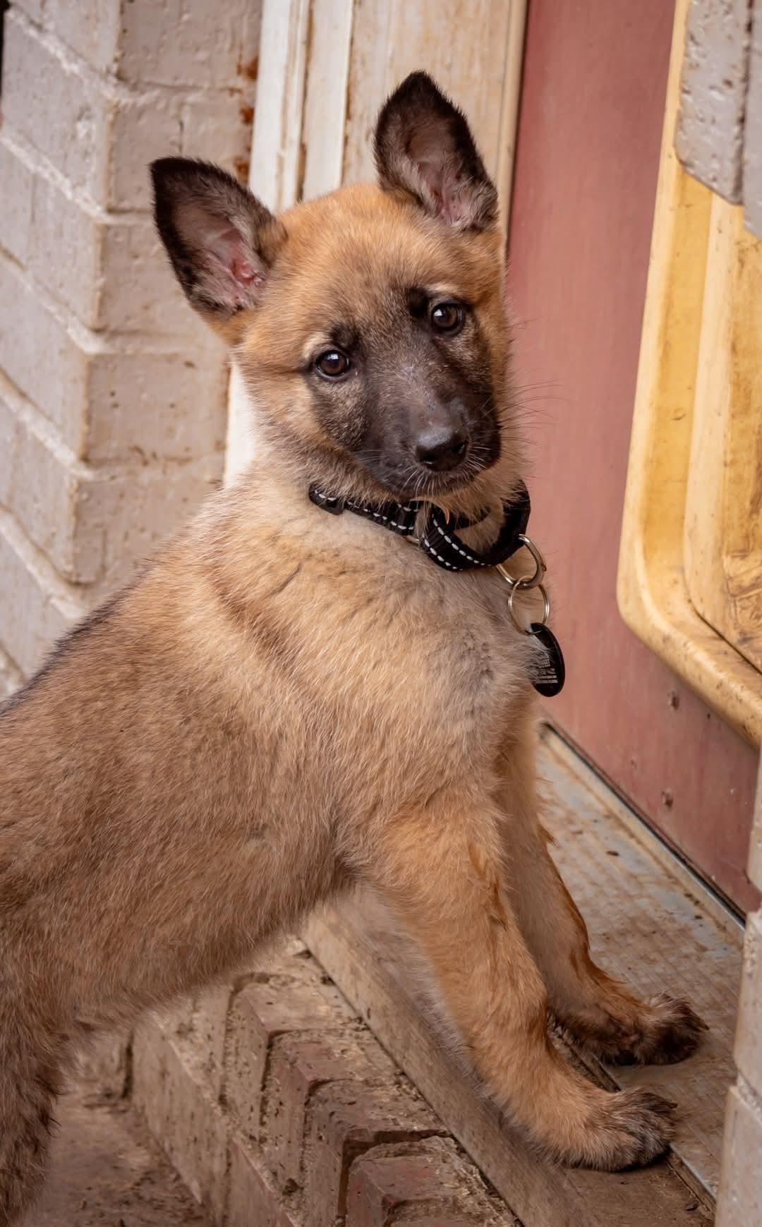 Enlarge Nina, a Adopted mixed breed in Broken Arrow, OK image 4/5