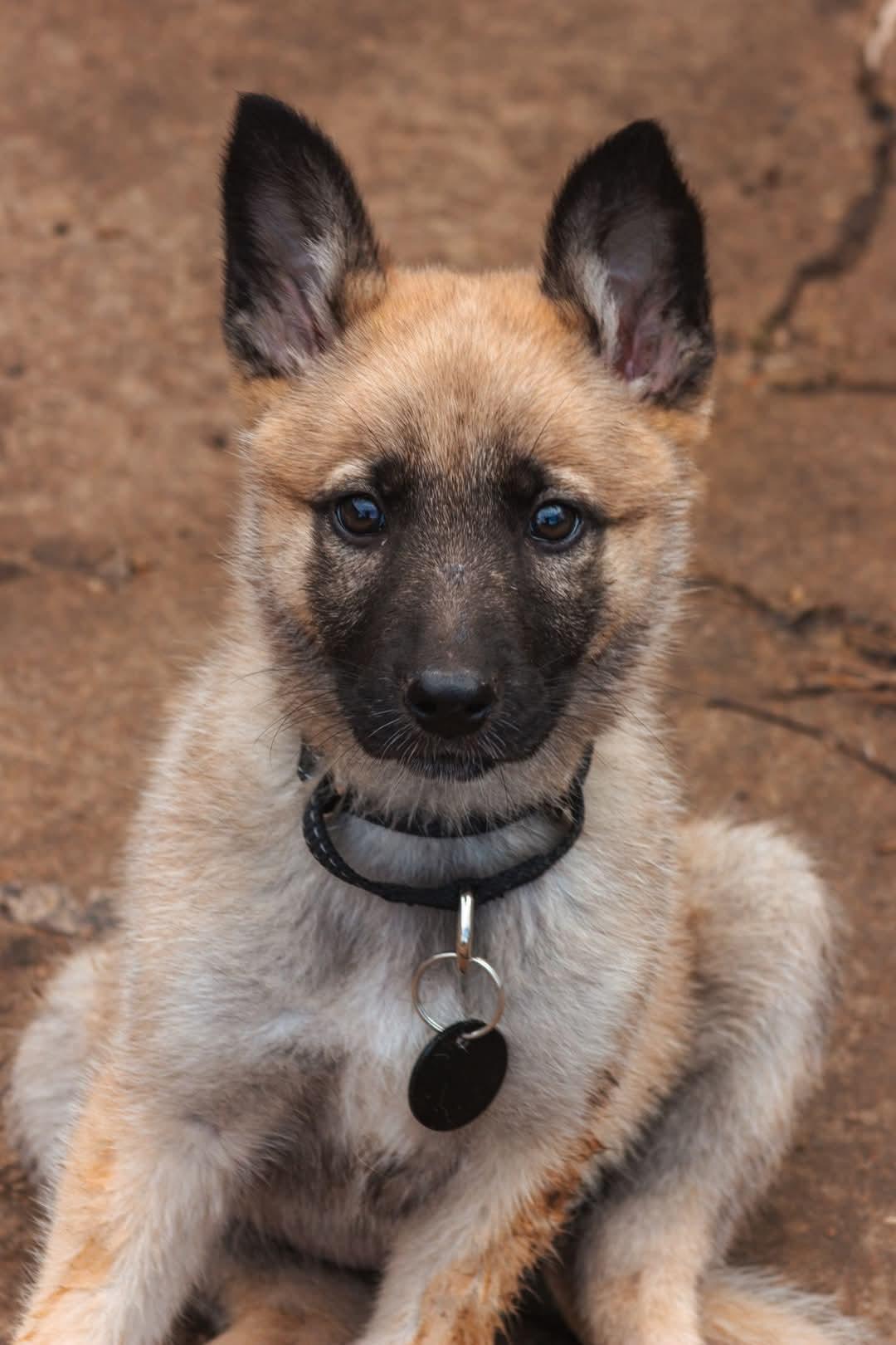 Enlarge Nina, a Adopted mixed breed in Broken Arrow, OK image 5/5