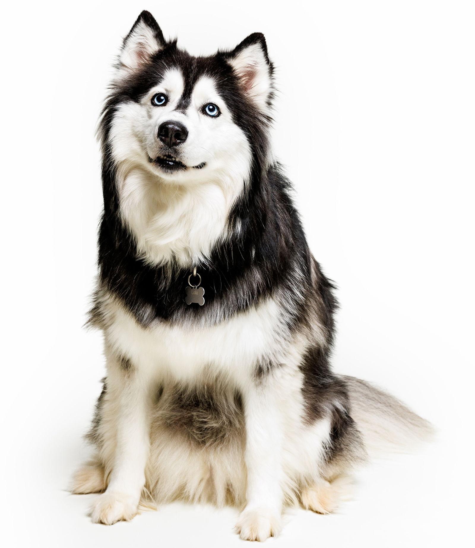 Lola, a Adoptable Husky in Cary, NC image 3/3