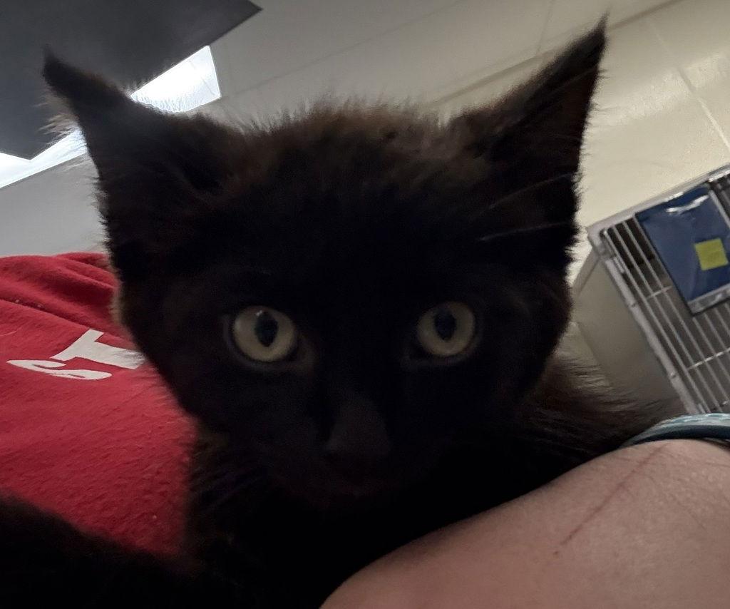 Jet 50956, Adoptable, Senior Male Domestic Short Hair.