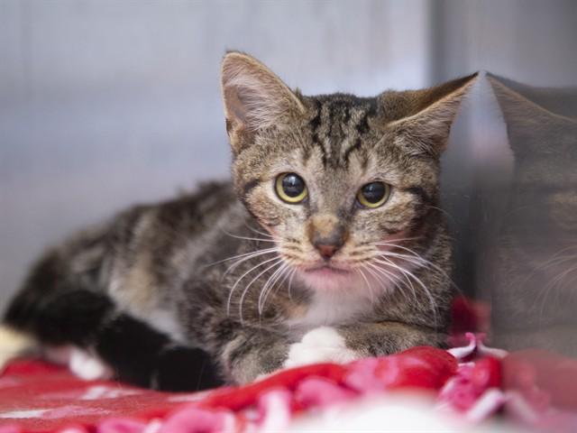 Enlarge SAMMY, a Adoptable Domestic Short Hair in Phoenix, AZ image 1/1