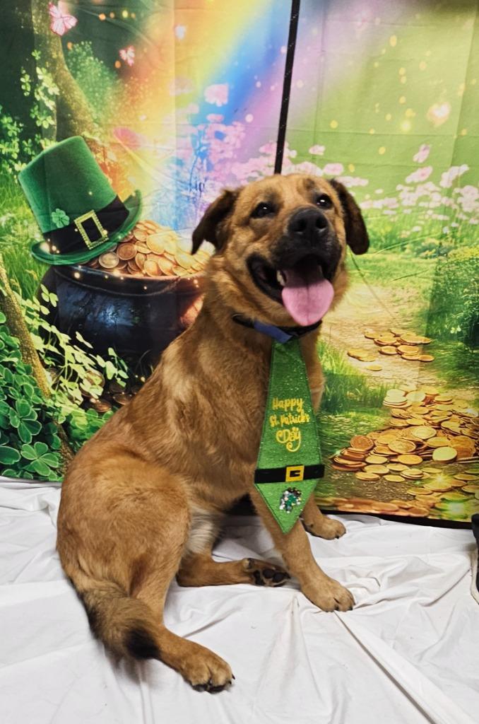 Hollywood, Adoptable, Young Male Great Pyrenees & German Shepherd Dog.