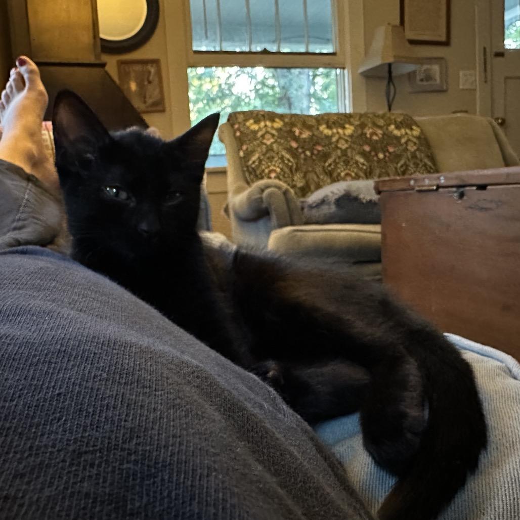 Enlarge Mabel, a Adoptable Domestic Short Hair in Fort Collins, CO image 2/5