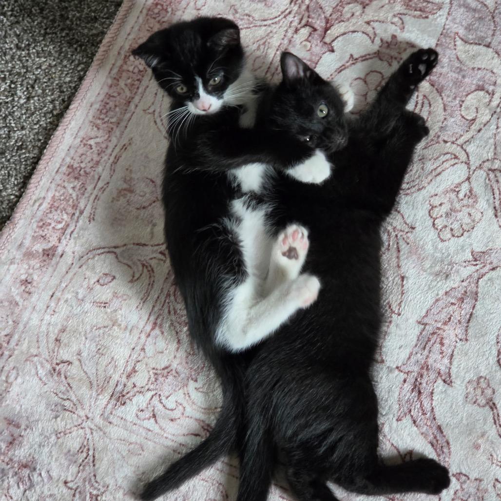 Enlarge Mabel, a Adoptable Domestic Short Hair in Fort Collins, CO image 4/5