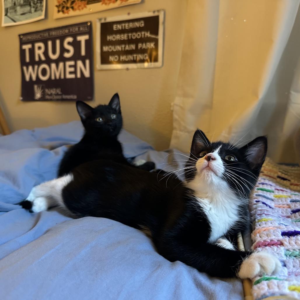 Enlarge Mabel, a Adoptable Domestic Short Hair in Fort Collins, CO image 5/5