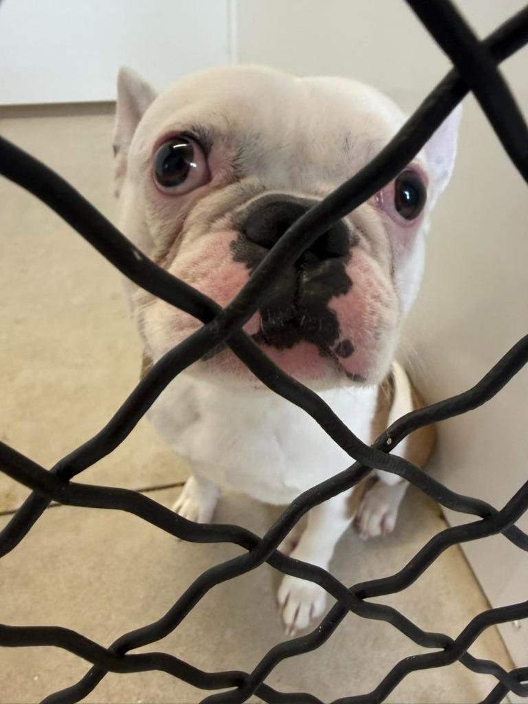 French Bull Dog, Adoptable, Adult Male French Bulldog.