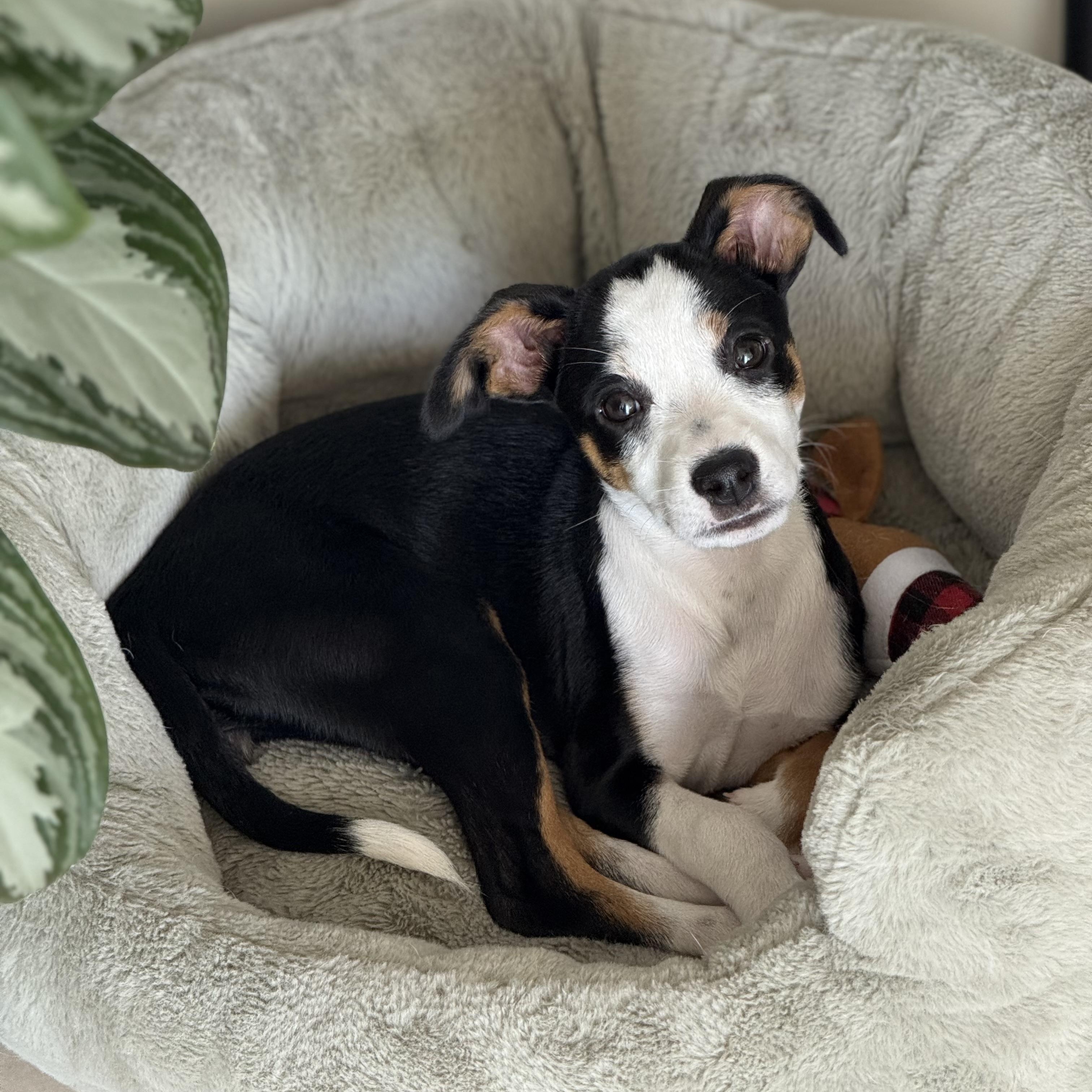 Olivia: From A Box thumbnail 2