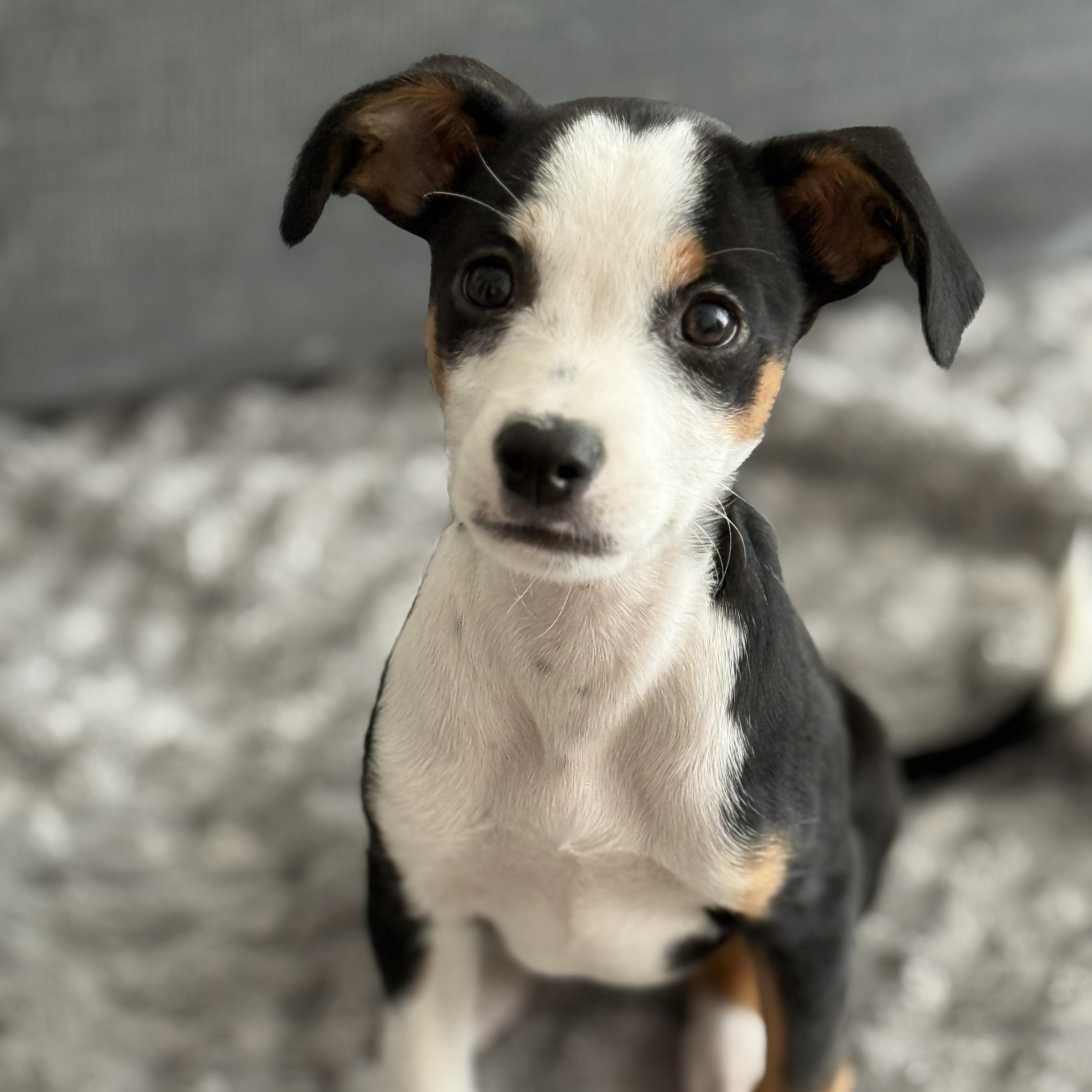 Olivia: From A Box thumbnail 3