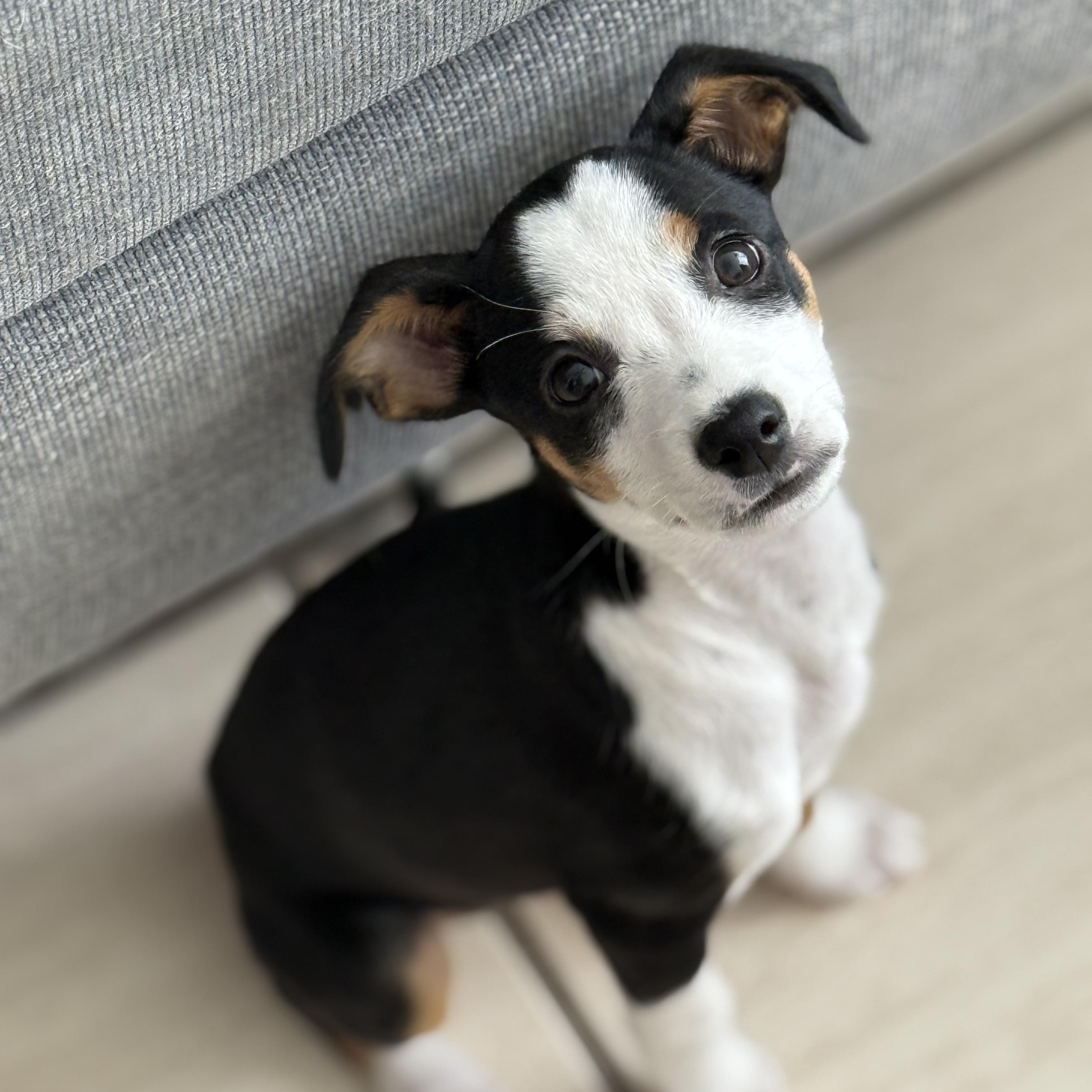 Olivia: From A Box thumbnail 4