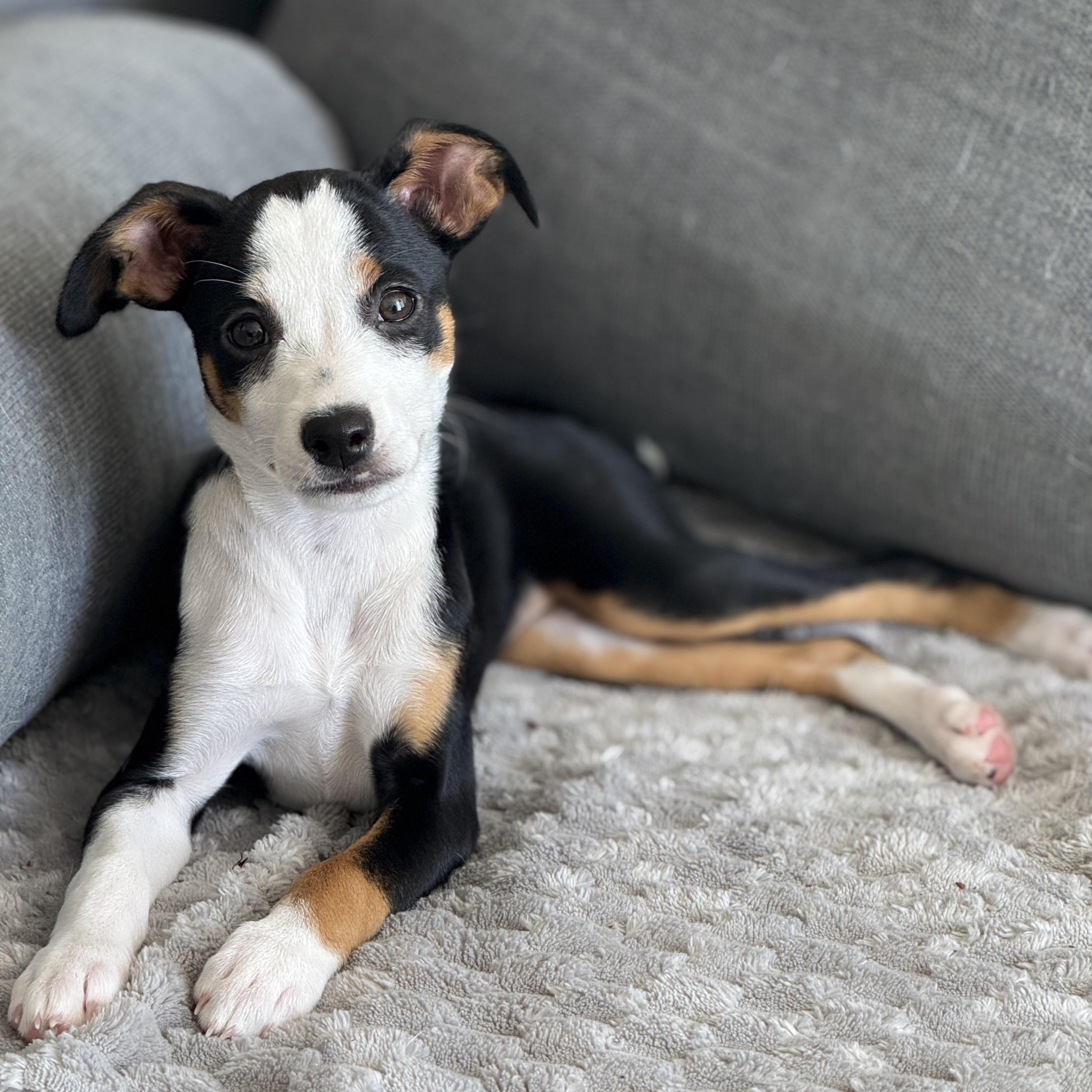 Olivia: From A Box thumbnail 6