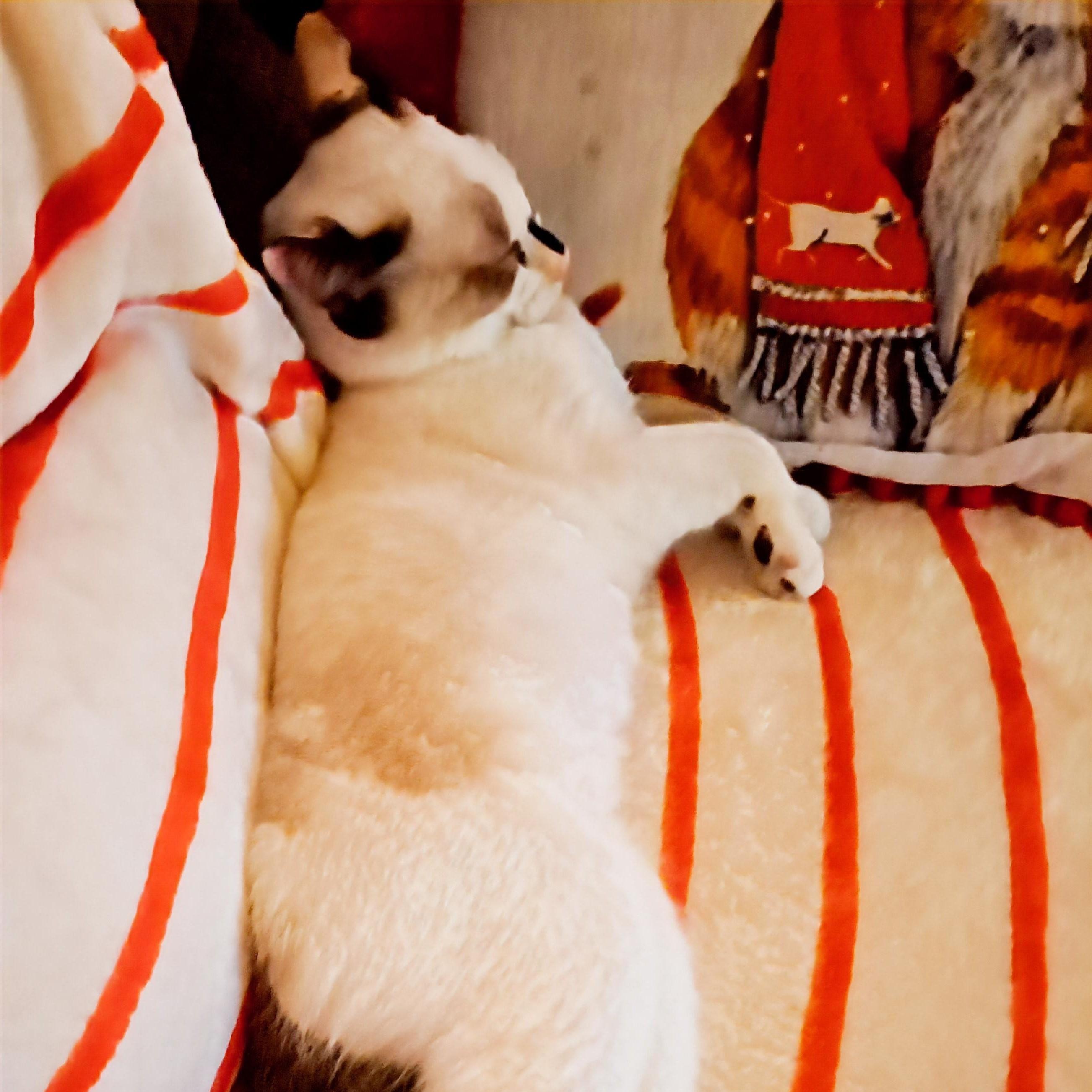 FeFe & Nilla -BONDED BEST FRIENDS!, adopted, Kitten Female Siamese.