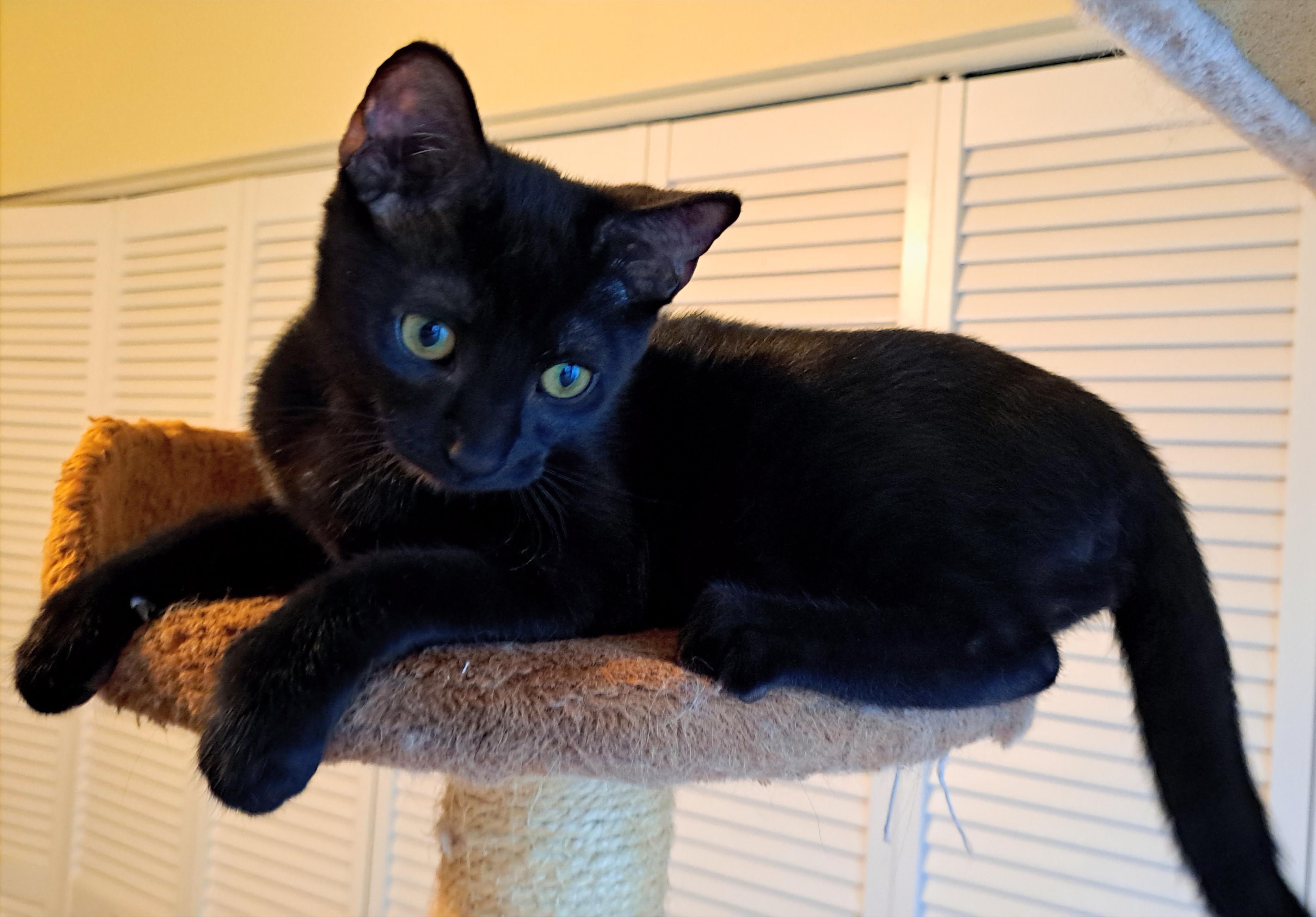 FeFe & Nilla -BONDED BEST FRIENDS!, an adopted mixed breed in Portland, ME image 4/6