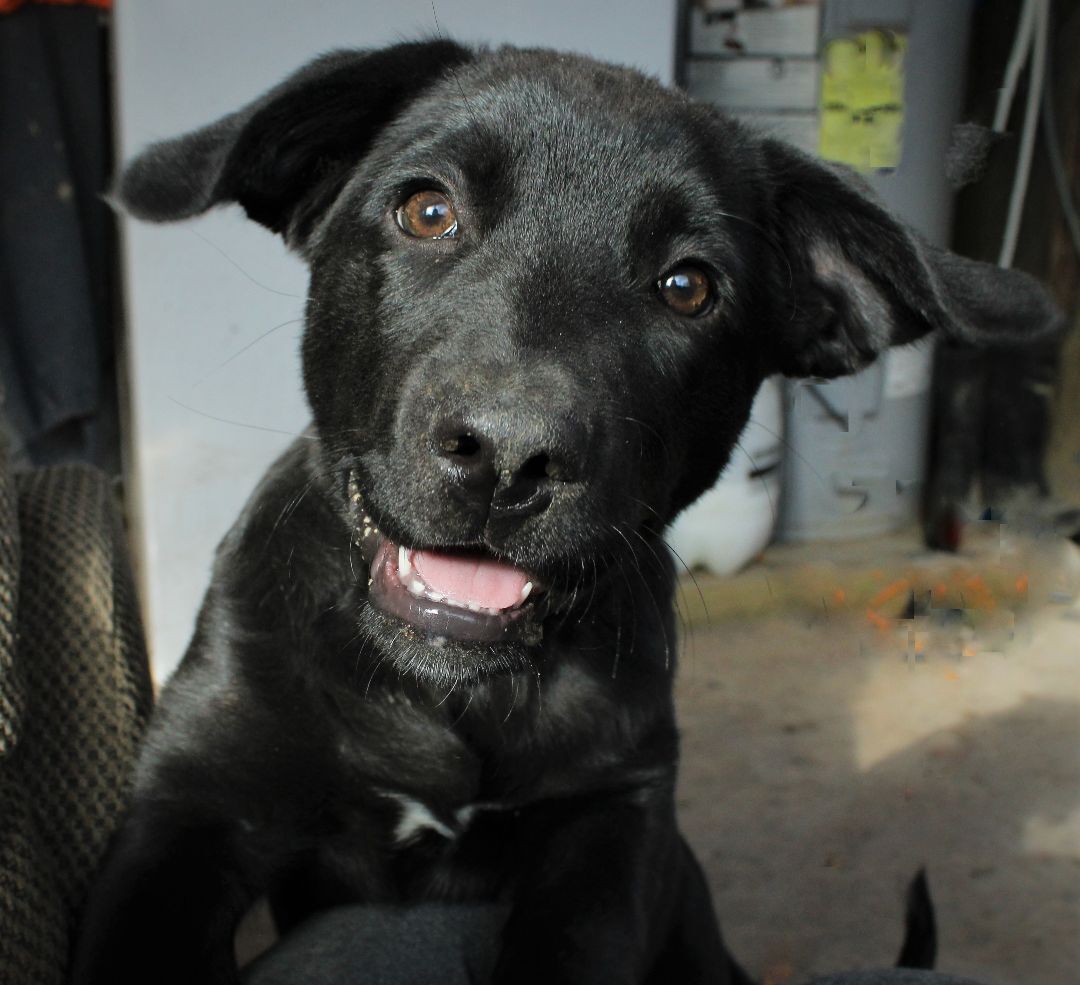 Enlarge Sas (quatch) Sassy, a Adoptable mixed breed in Franklin, AR image 1/1