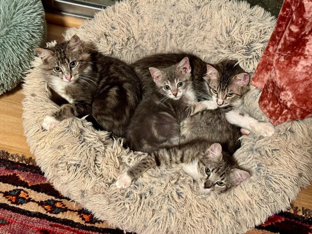 Enlarge Chi Chi, a Adoptable Maine Coon in HUNTINGTON BEACH, CA image 3/6