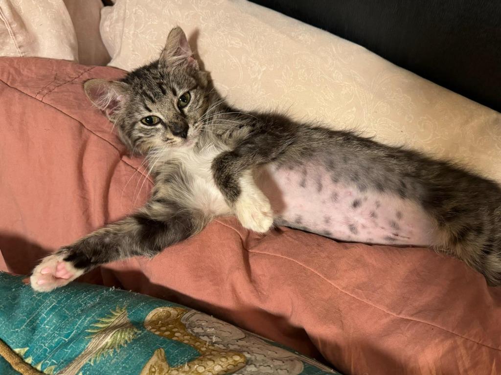 Chi Chi, Adoptable, Kitten Female Maine Coon.