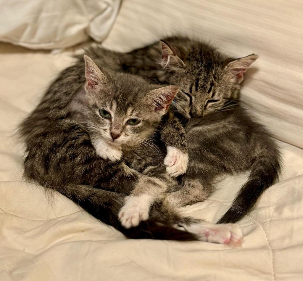 Enlarge Chi Chi, a Adoptable Maine Coon in HUNTINGTON BEACH, CA image 6/6