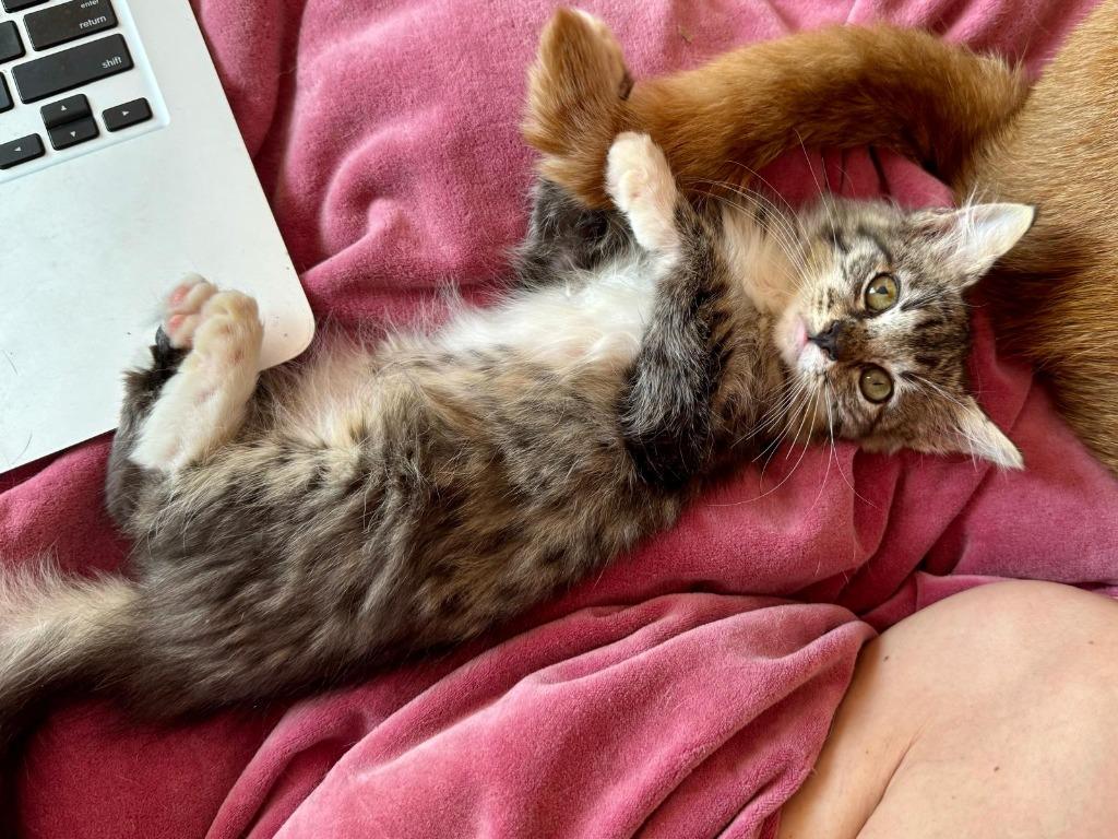 Enlarge Chi Chi, a Adoptable Maine Coon in HUNTINGTON BEACH, CA image 2/6