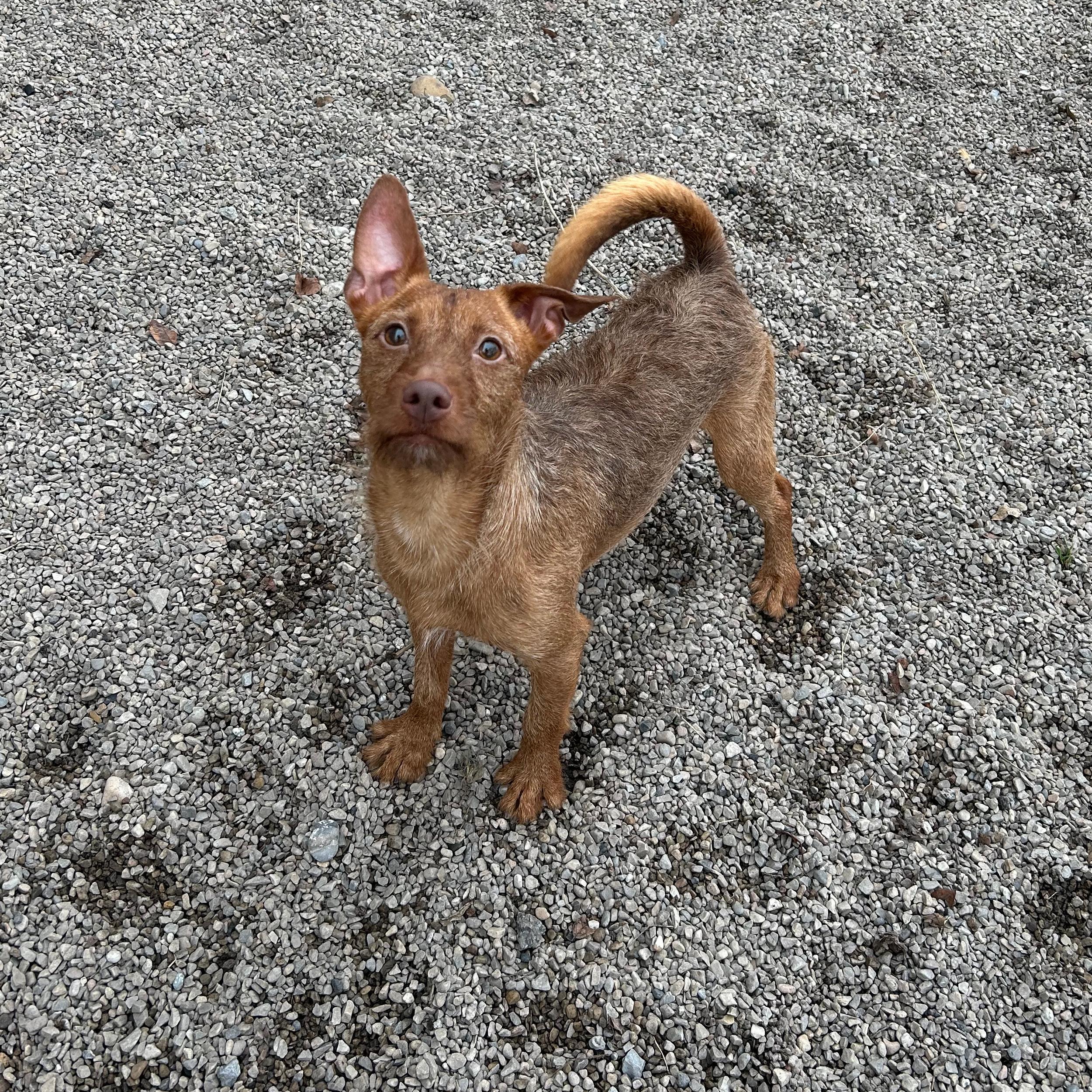 Yukon Cornelius, an adopted mixed breed in Lindon, UT image 3/5