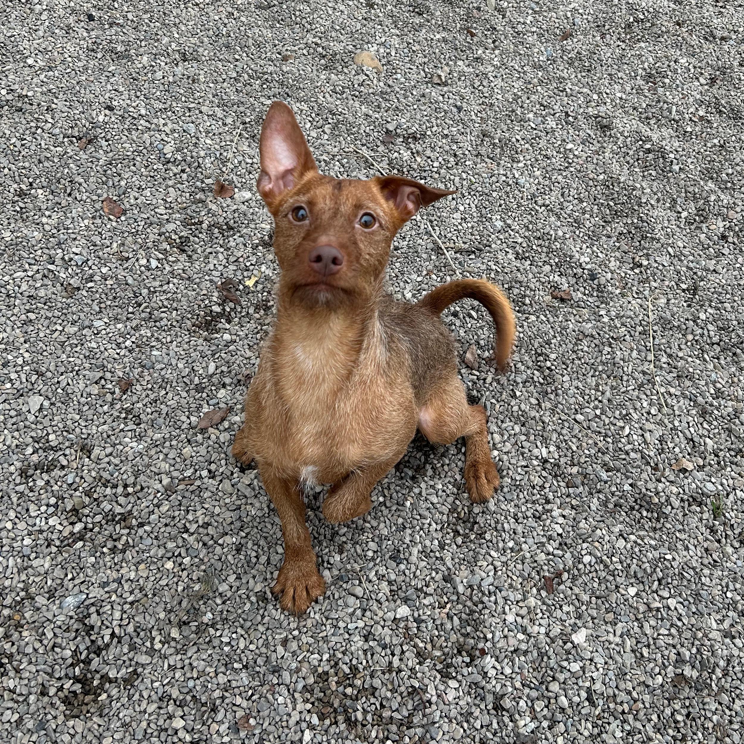 Yukon Cornelius, an adopted mixed breed in Lindon, UT image 1/5