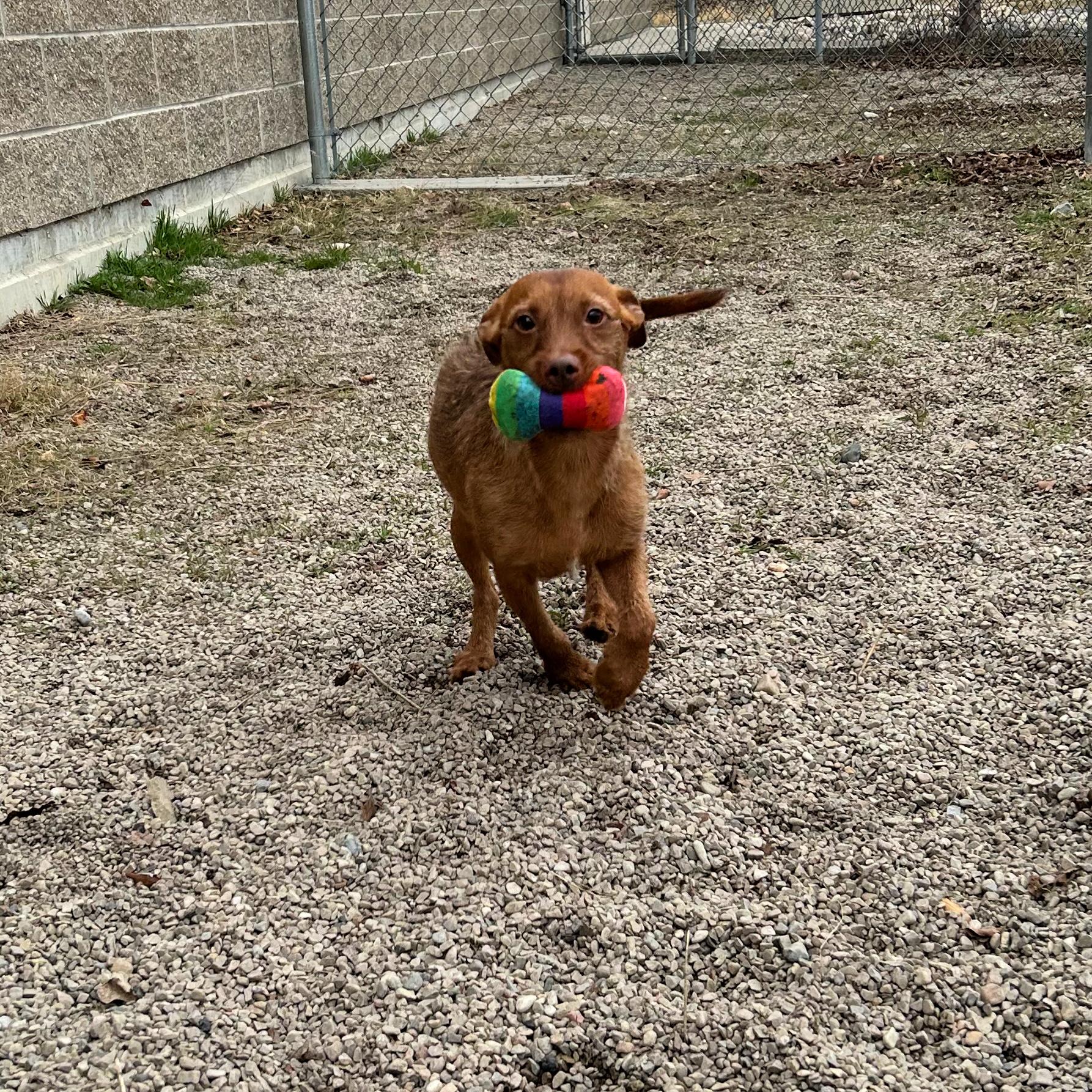 Yukon Cornelius, an adopted mixed breed in Lindon, UT image 4/5