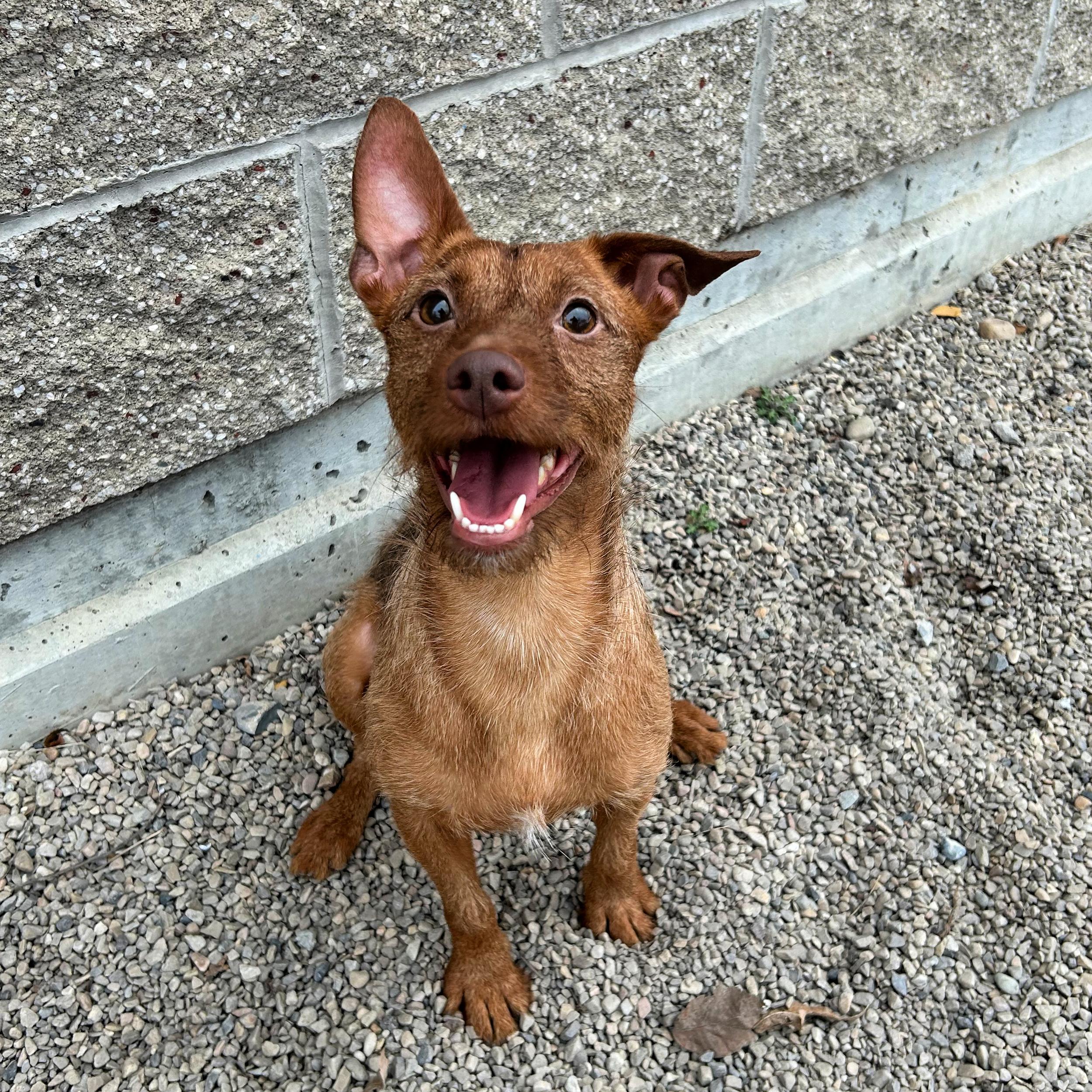Yukon Cornelius, an adopted mixed breed in Lindon, UT image 5/5