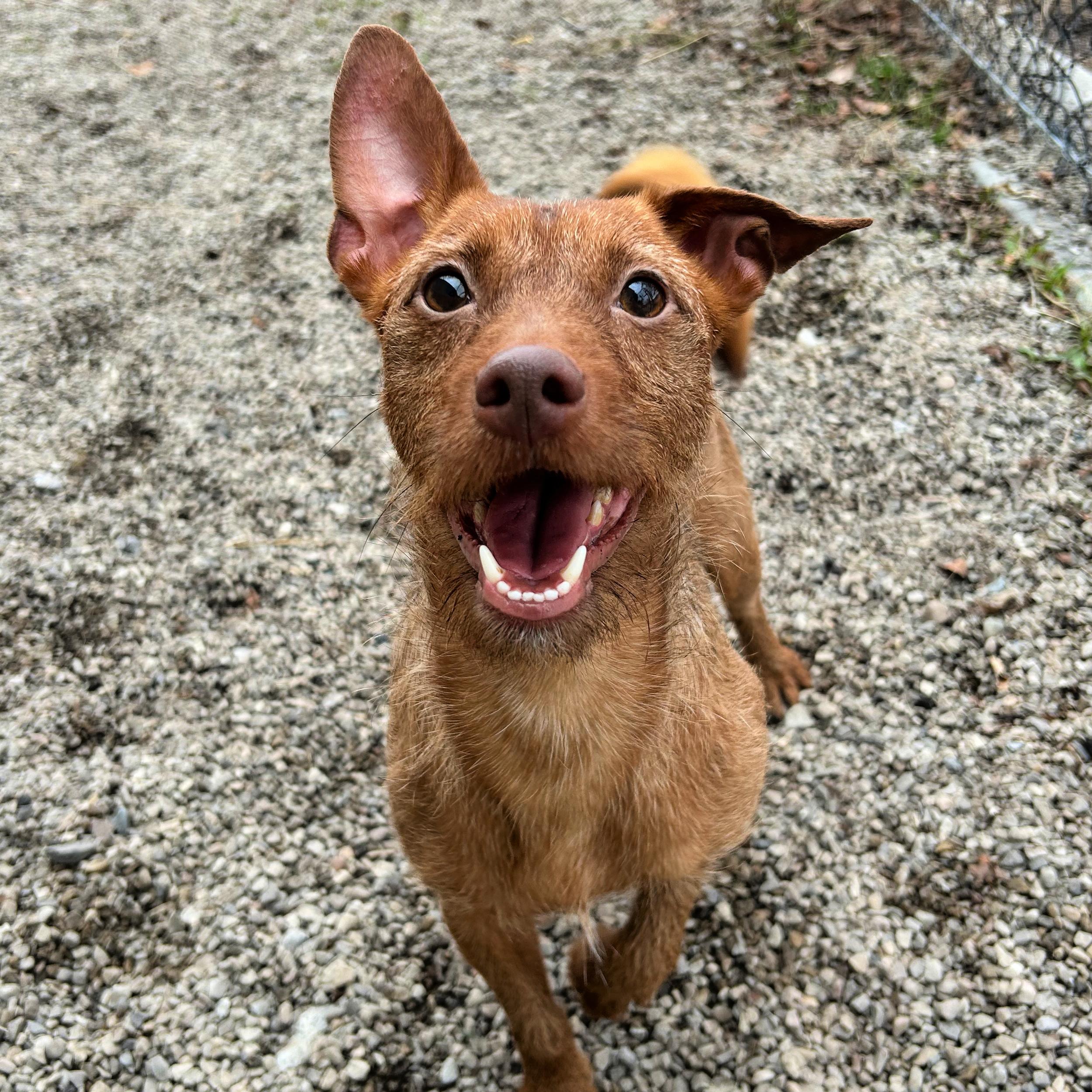 Yukon Cornelius, an adopted mixed breed in Lindon, UT image 2/5