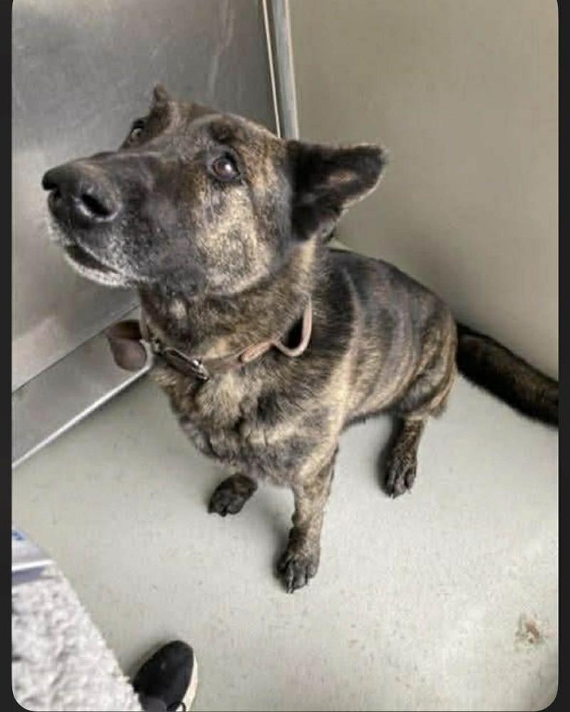 Ralphie - Located in KS — thumbnail 2