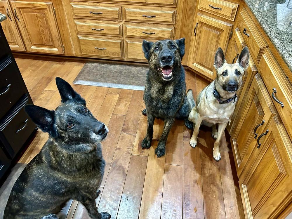 Ralphie - Located in KS — thumbnail 4