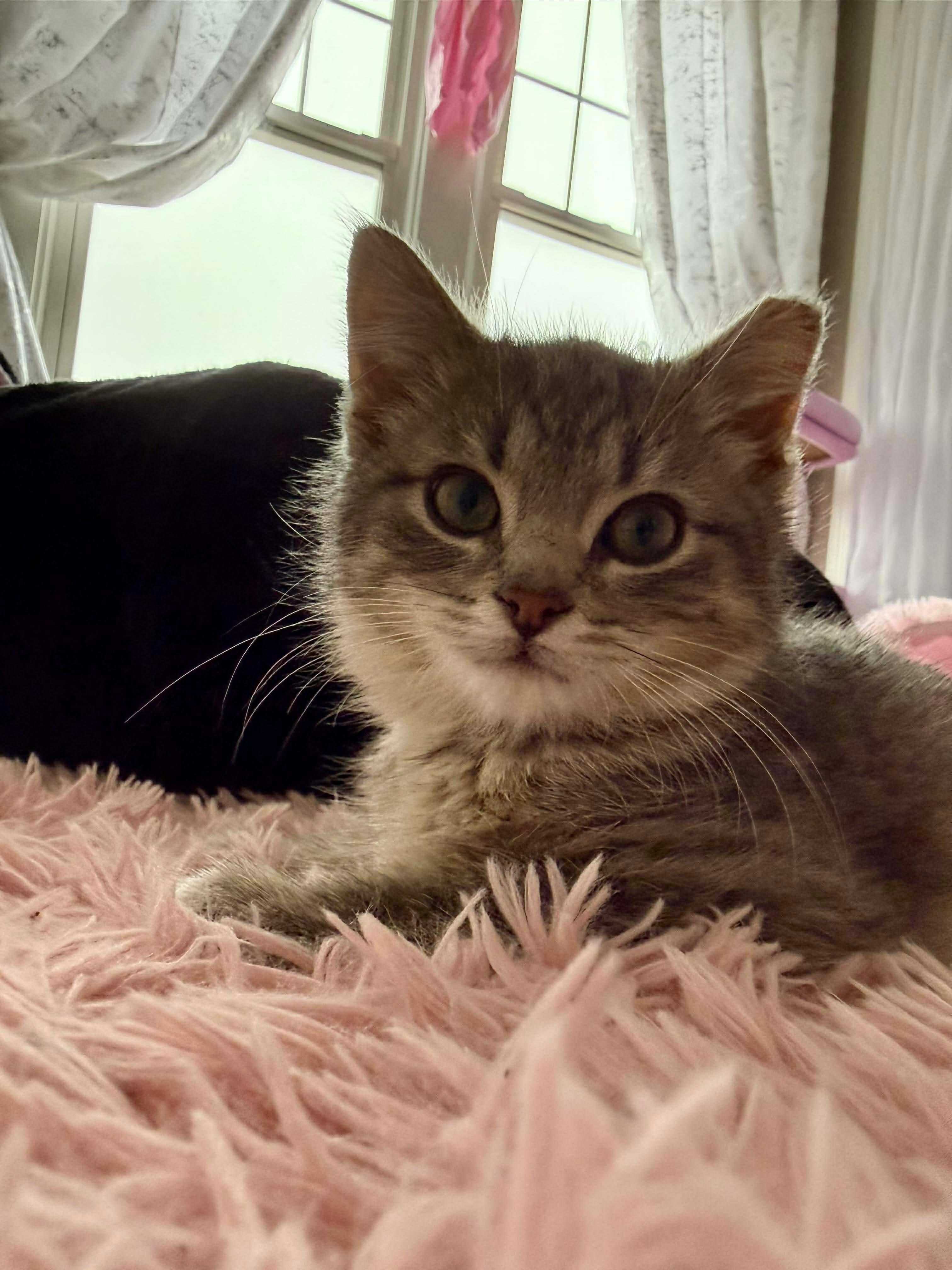 Enlarge Micah, an adopted Domestic Short Hair in Milwaukee, WI image 3/5