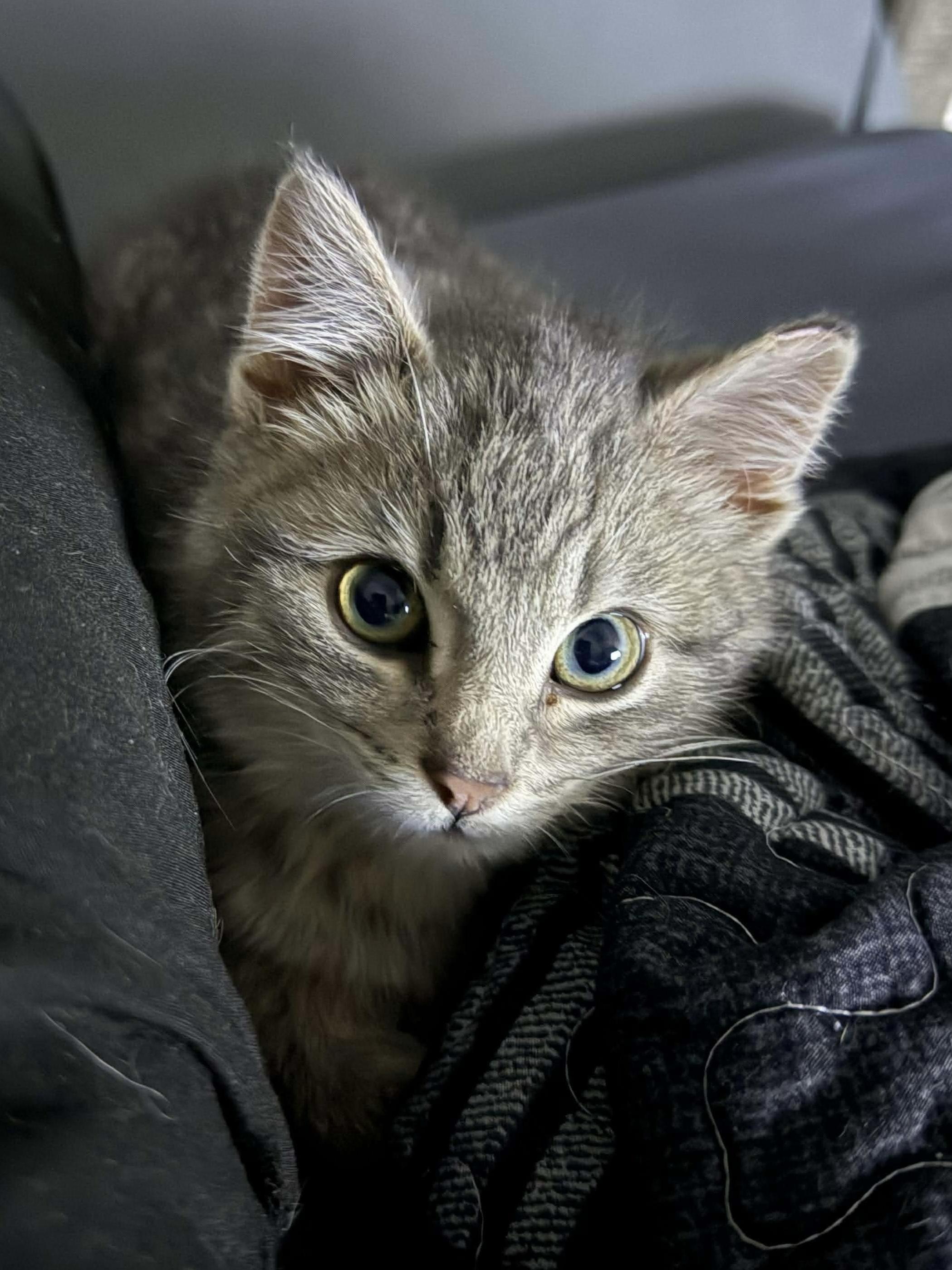 Enlarge Micah, an adopted Domestic Short Hair in Milwaukee, WI image 1/5