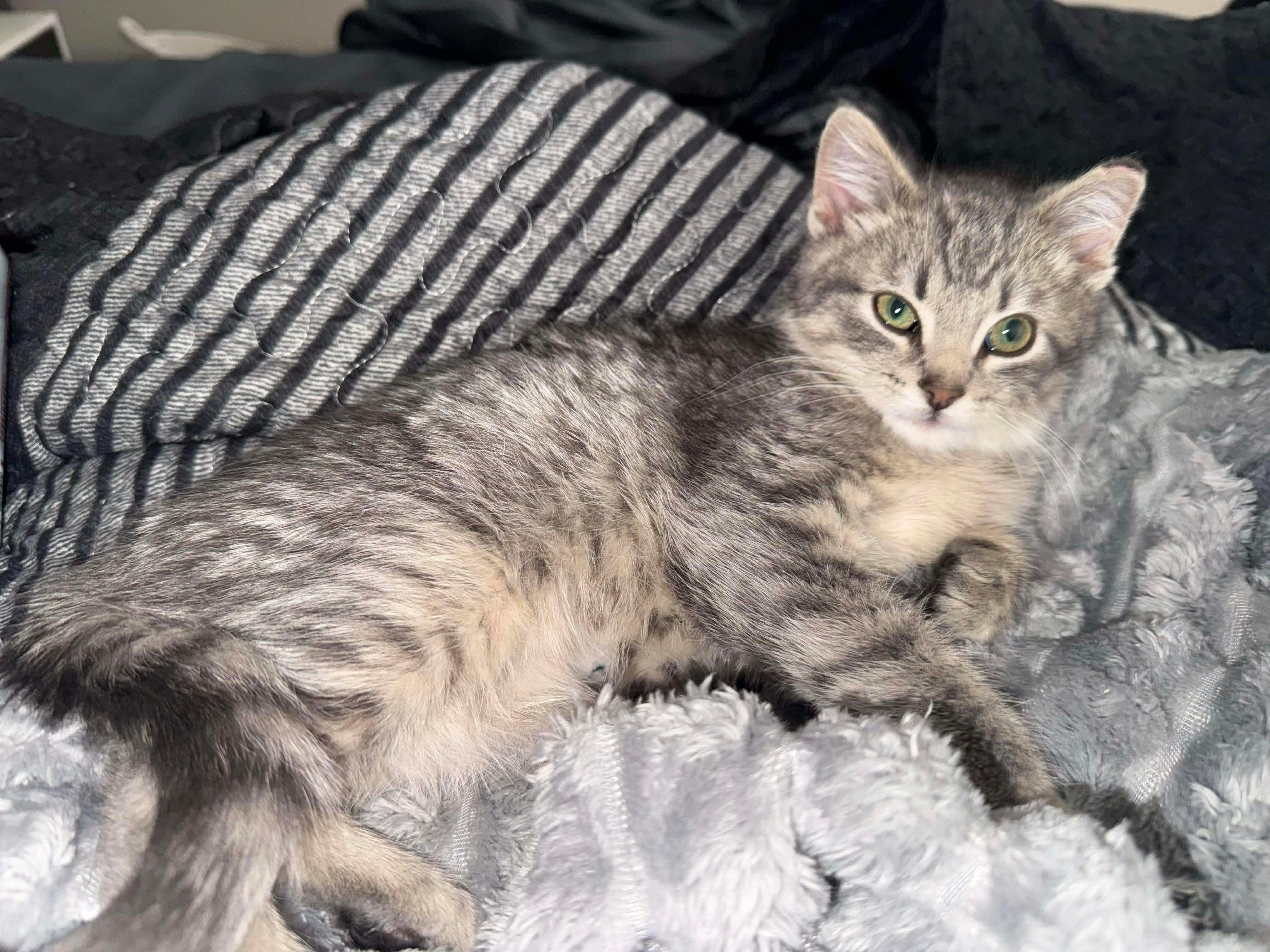 Enlarge Micah, an adopted Domestic Short Hair in Milwaukee, WI image 4/5