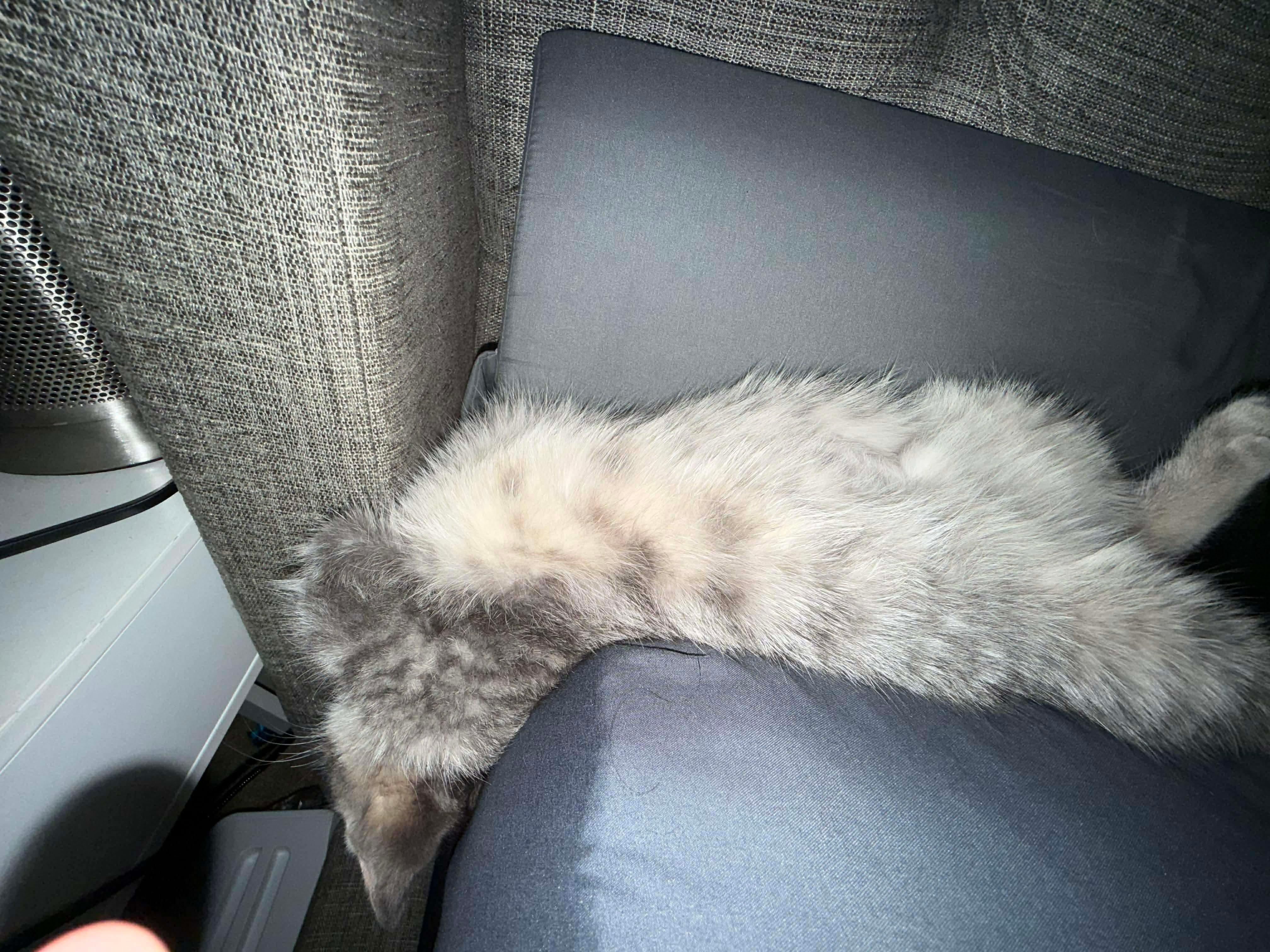 Enlarge Micah, an adopted Domestic Short Hair in Milwaukee, WI image 5/5