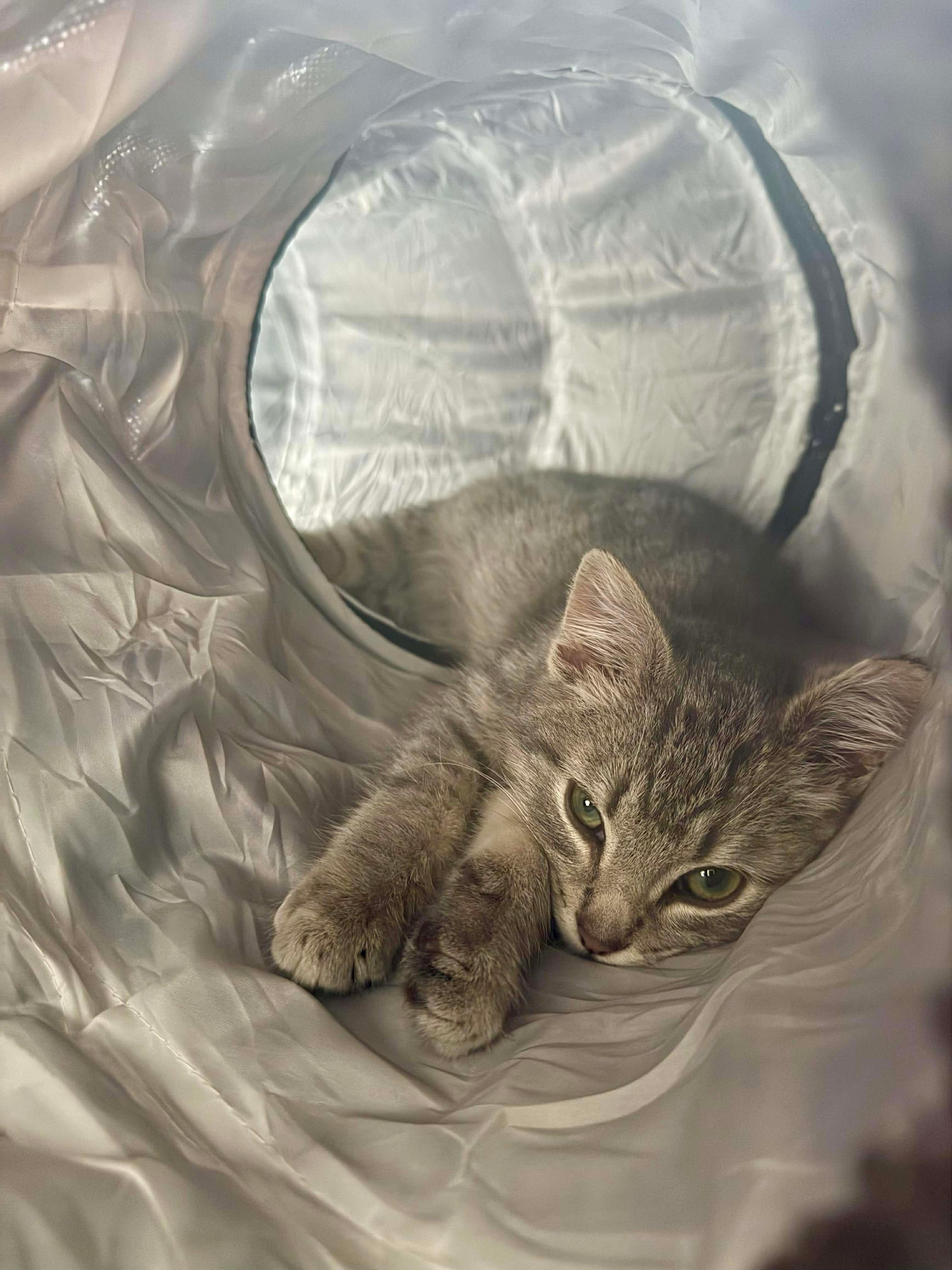 Enlarge Micah, an adopted Domestic Short Hair in Milwaukee, WI image 2/5