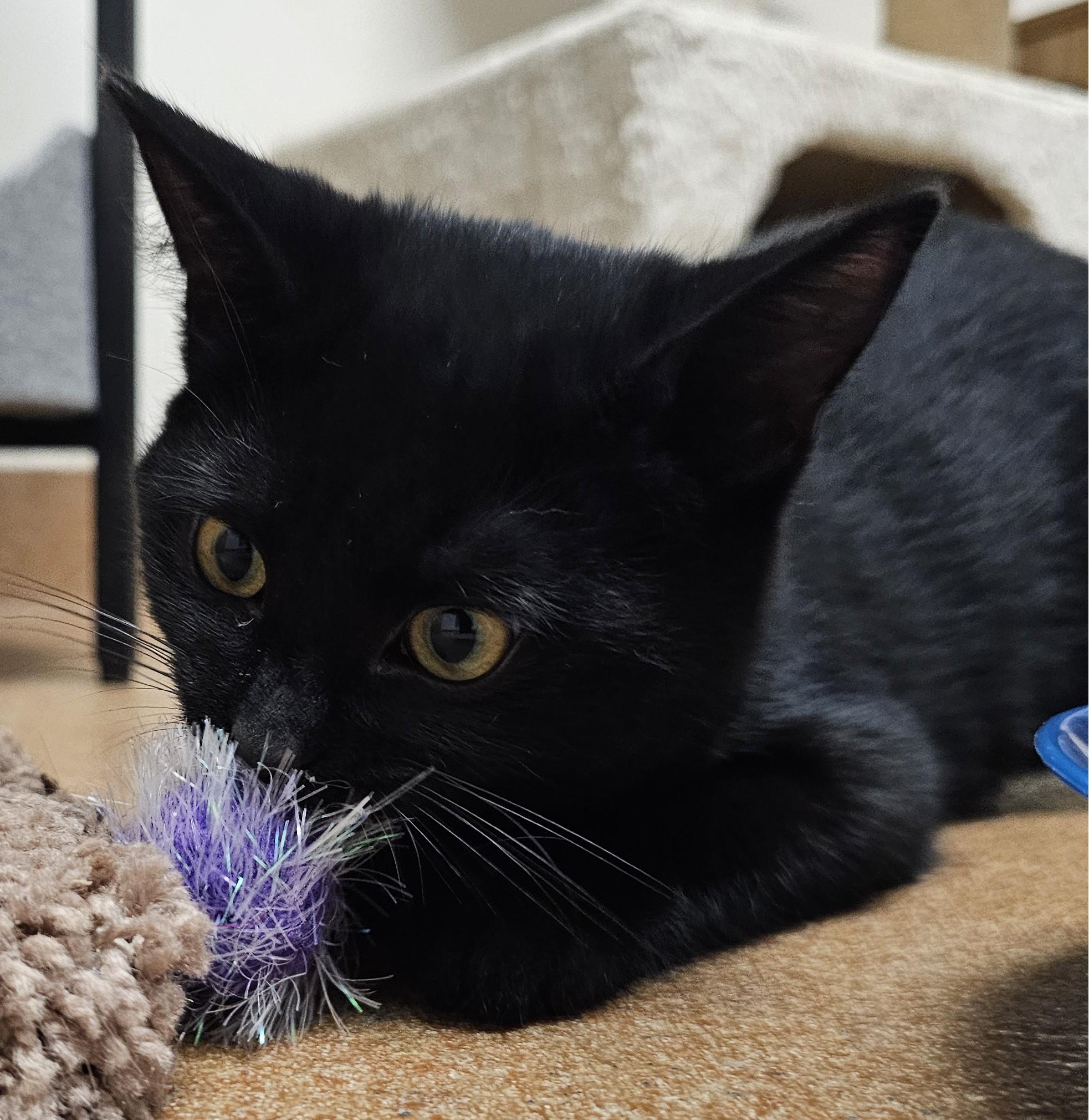 Enlarge Betsy (WITH Ross), a Adoptable Domestic Short Hair in Norwalk, CT image 2/3