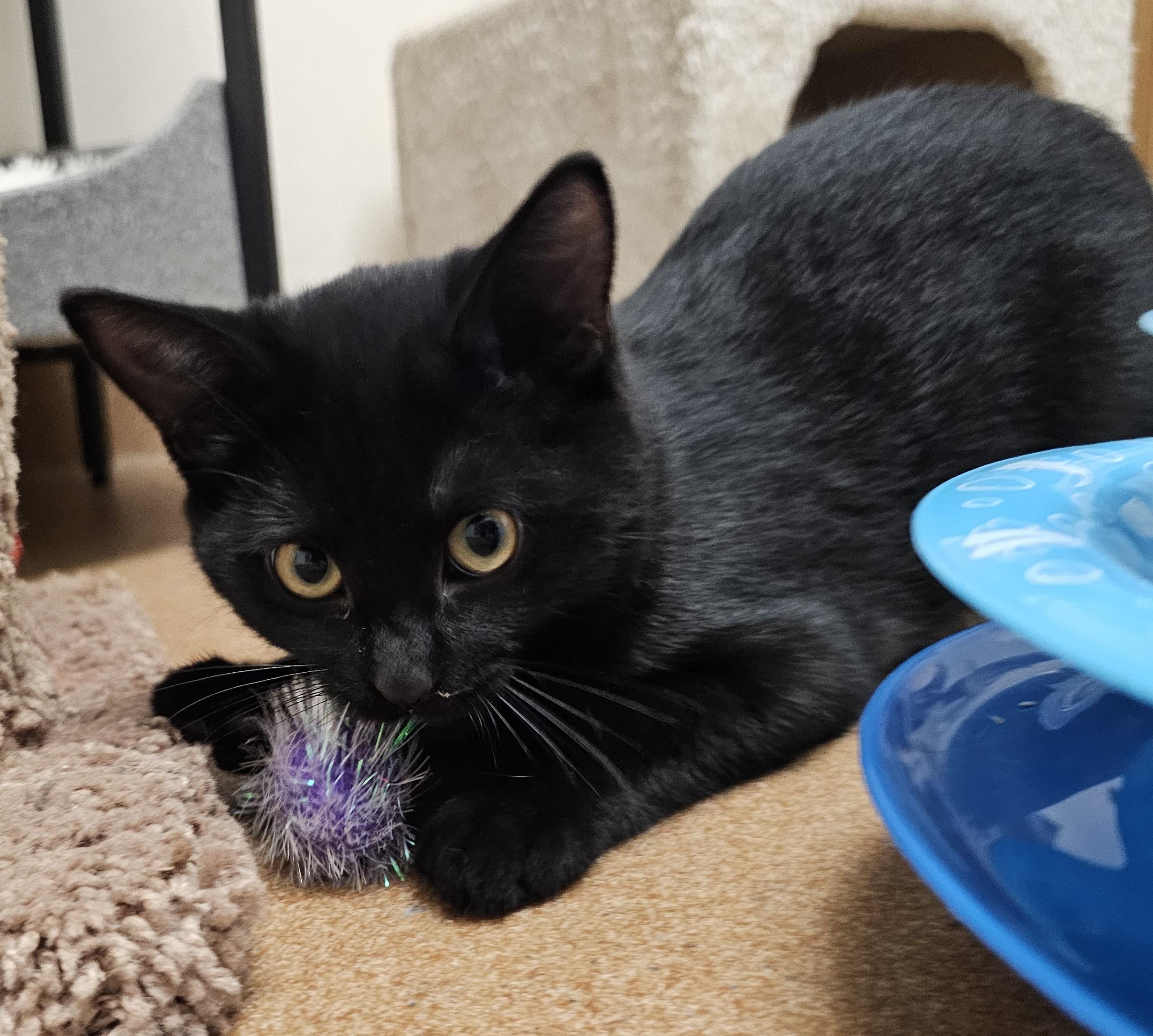 Enlarge Betsy (WITH Ross), a Adoptable Domestic Short Hair in Norwalk, CT image 1/3