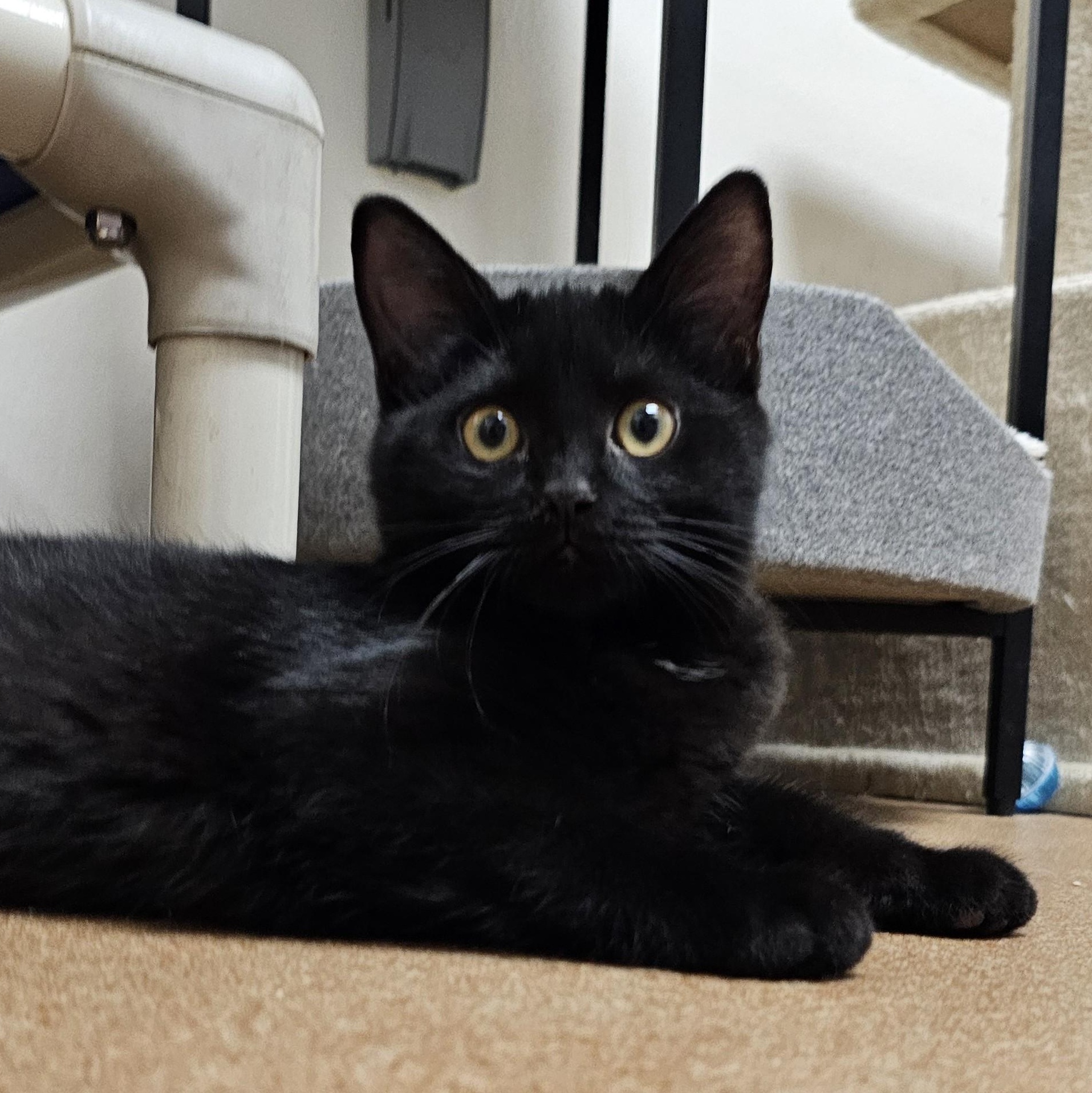 Enlarge Betsy (WITH Ross), a Adoptable Domestic Short Hair in Norwalk, CT image 3/3
