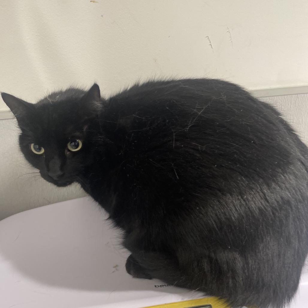 Nero, Adoptable, Adult Male Domestic Short Hair & Domestic Short Hair.