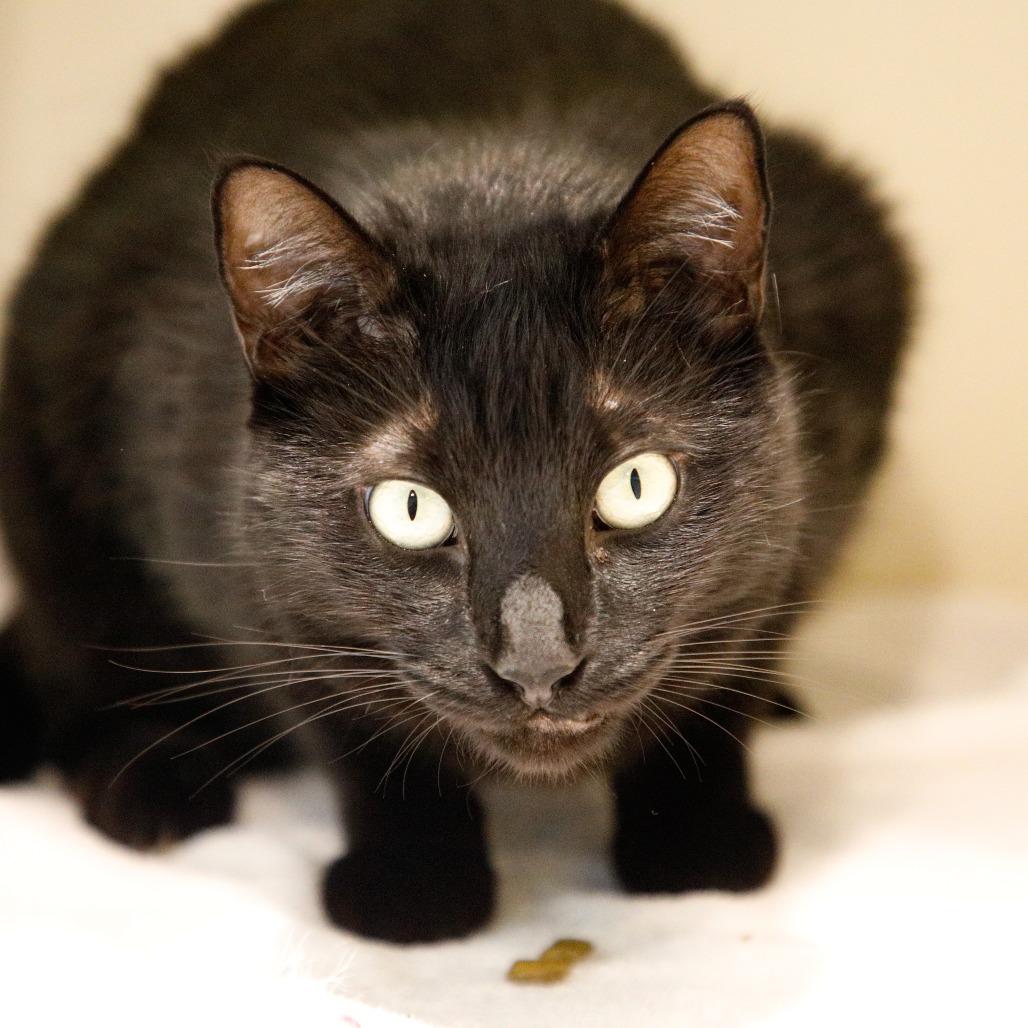 Nero, a Adoptable mixed breed in Tampa, FL image 2/2