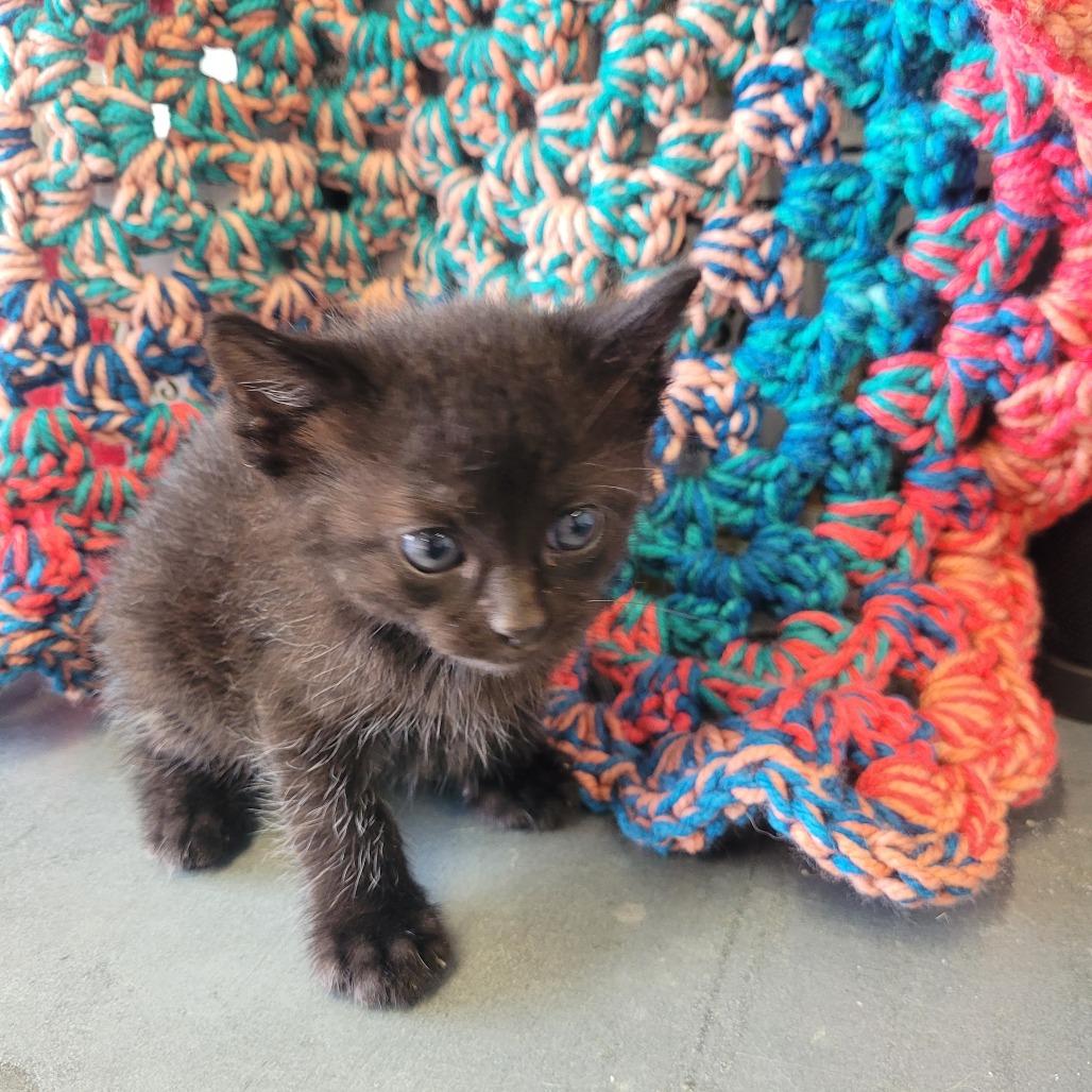 Enlarge Zack, a Adoptable Domestic Short Hair in Clarksdale, MS image 1/1